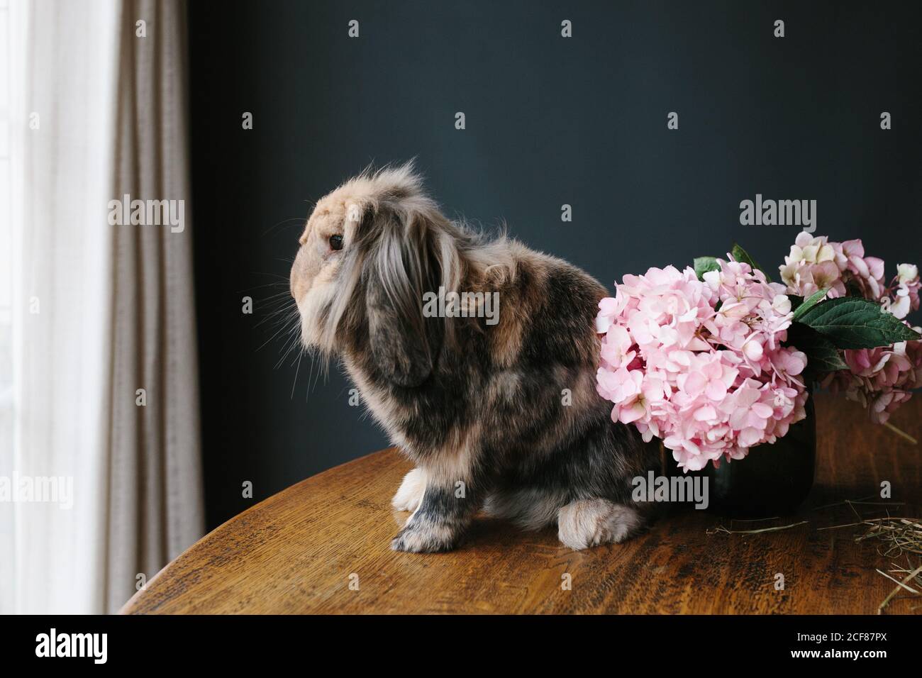 Lop coniglio domestico con pelo spesso seduto su tavolo di legno con fiori freschi in camera moderna e guardando la macchina fotografica Foto Stock