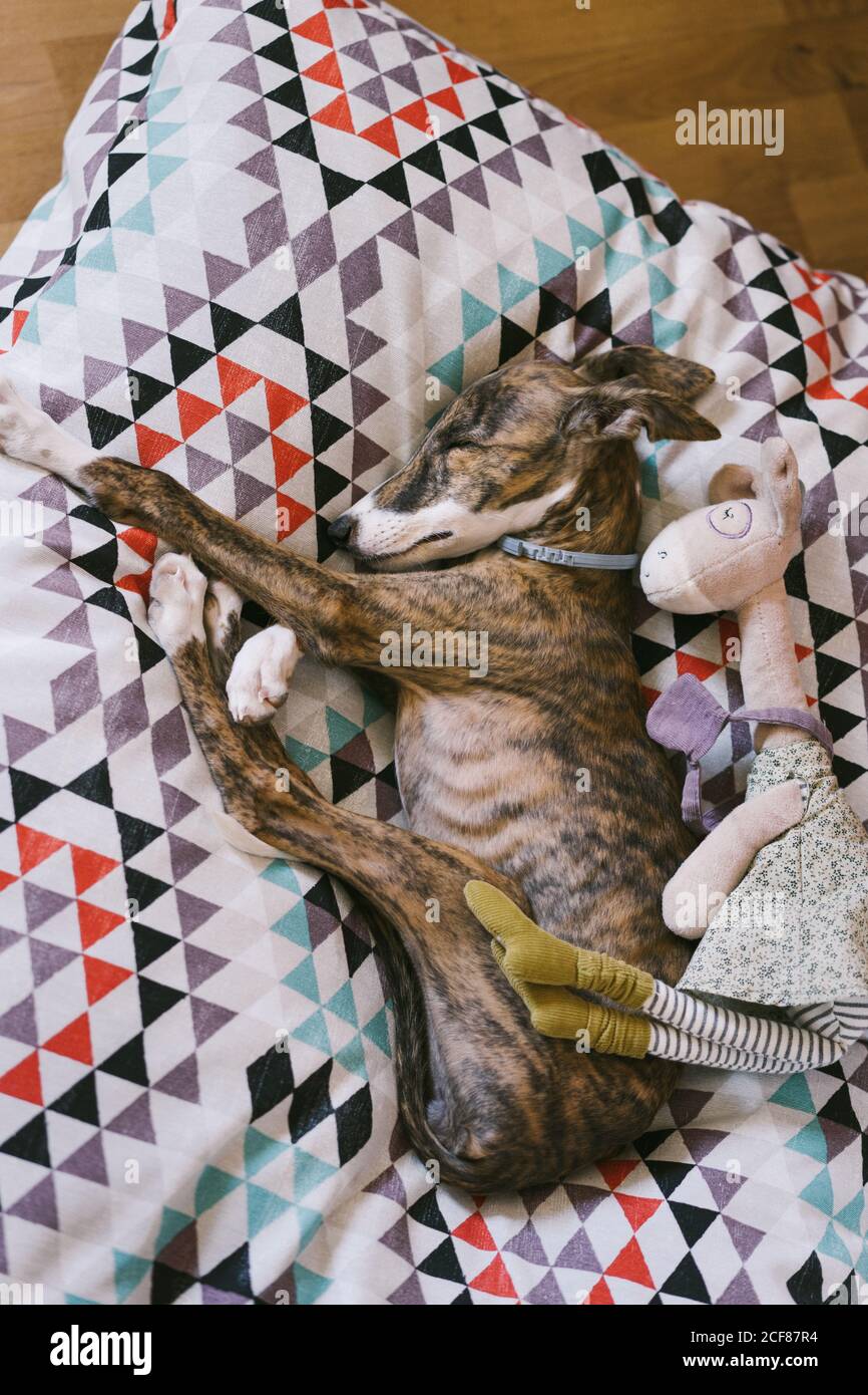 Vista dall'alto del calmo cane sospirante spagnolo che giace su morbido  cuscino con peluche giocattolo e dormire durante il giorno in piano Foto  stock - Alamy