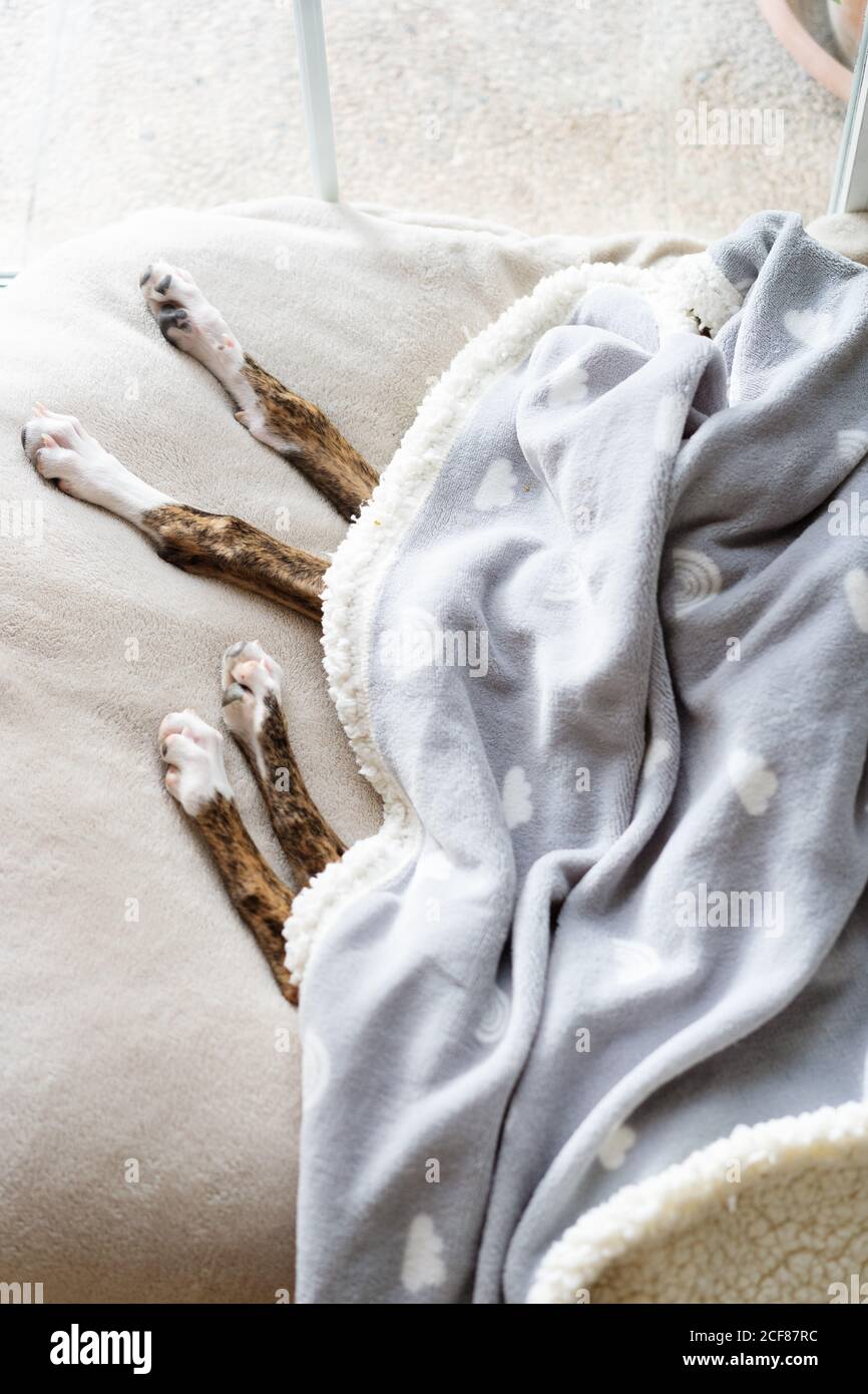 Cane stanco che dorme sul letto sotto la coperta Foto Stock