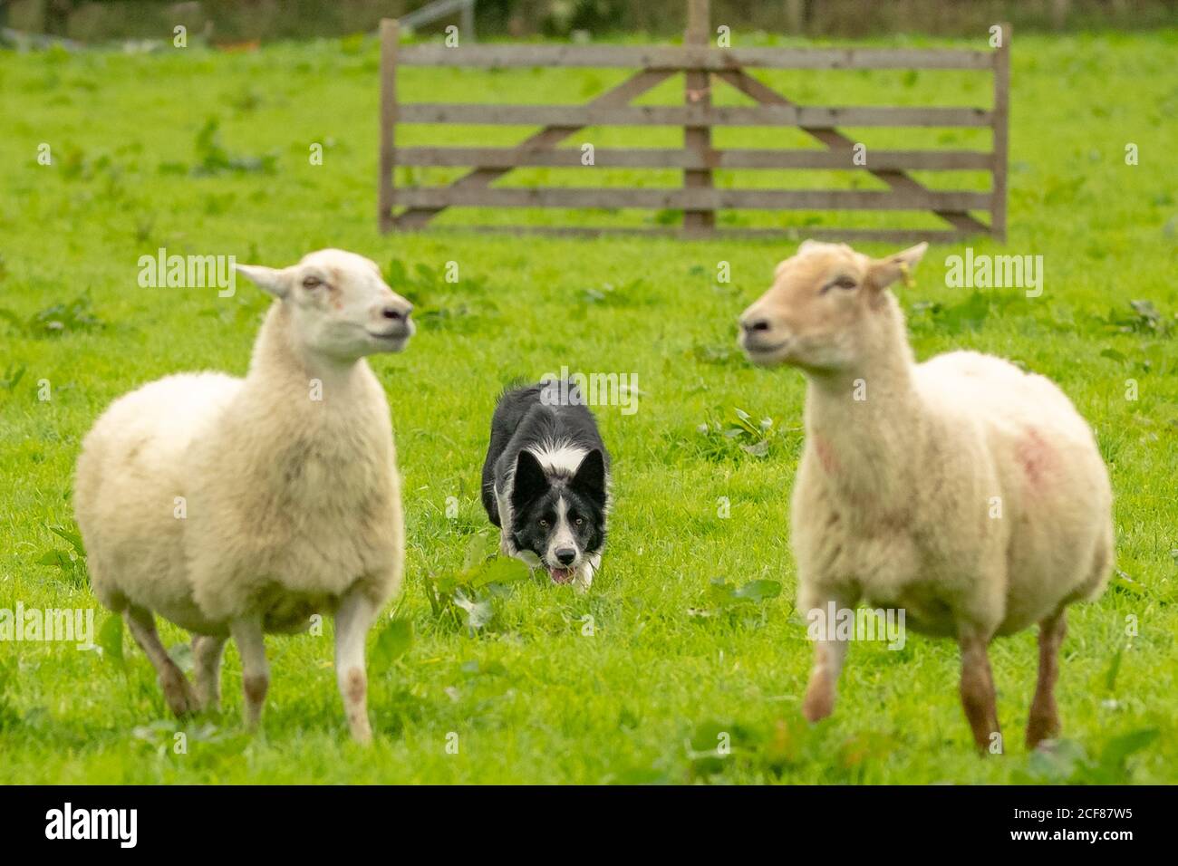 Sheepdog Trials Dinas Mawddwy 2020 Foto Stock