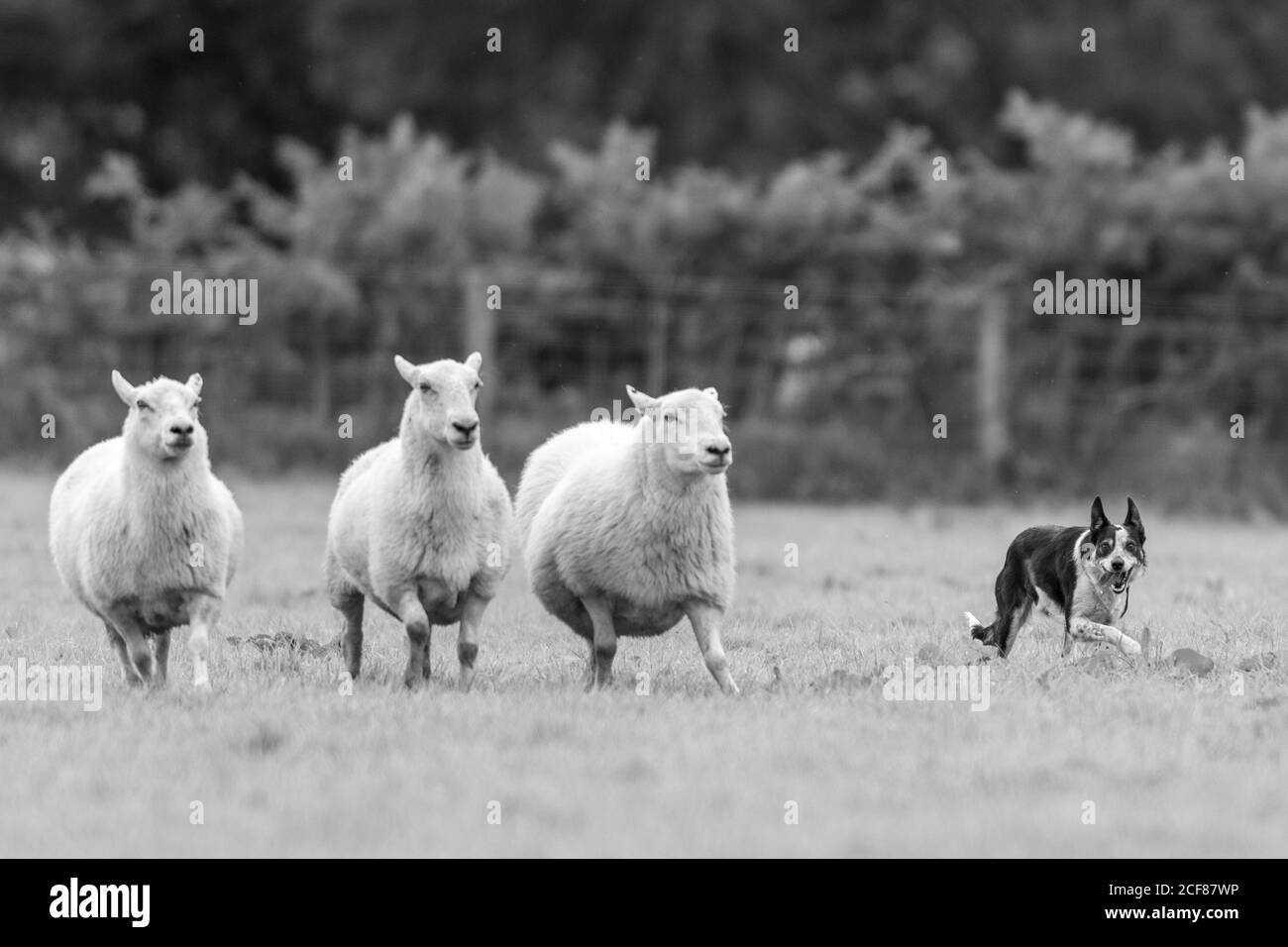Sheepdog Trials Dinas Mawddwy 2020 Foto Stock