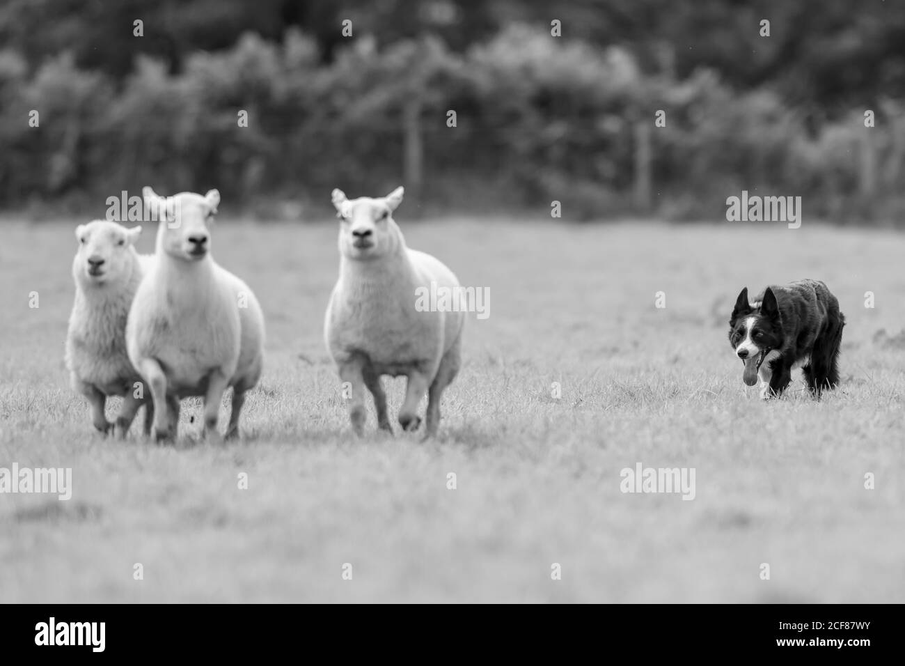 Sheepdog Trials Dinas Mawddwy 2020 Foto Stock