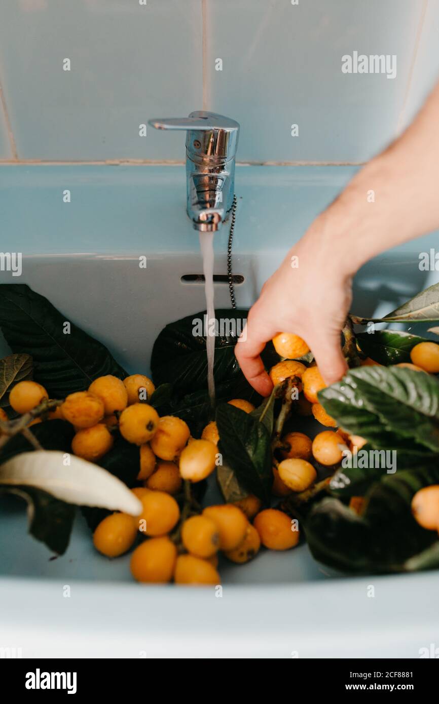 Dall'alto del raccolto anonimo giovane femmina che controlla l'acqua galleggiando dal rubinetto mentre si lava in lavello saporito frutti di lombo naturali su rami con foglie verdi Foto Stock
