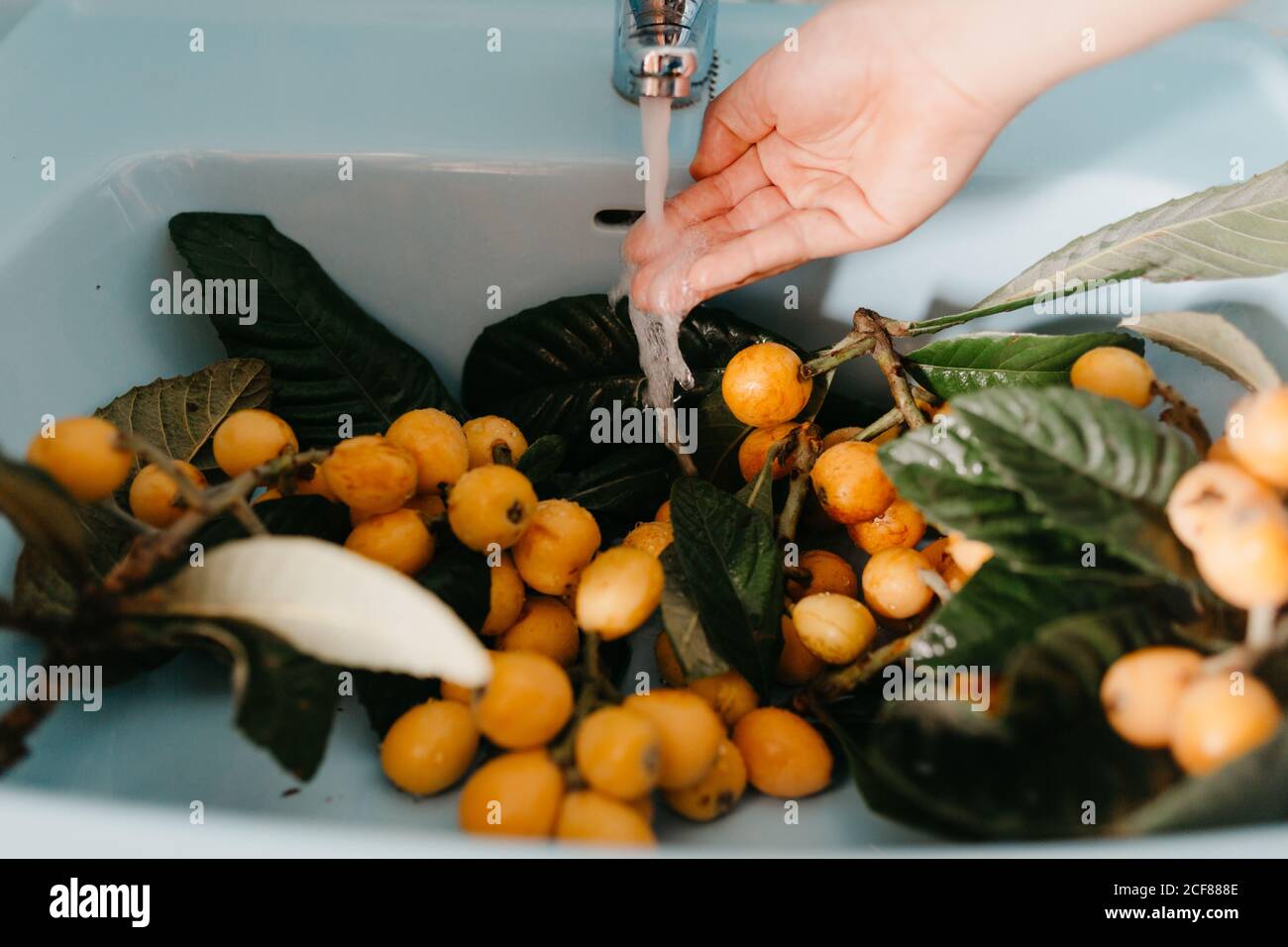 Dall'alto del raccolto anonimo giovane femmina che controlla l'acqua galleggiando dal rubinetto mentre si lava in lavello saporito frutti di lombo naturali su rami con foglie verdi Foto Stock