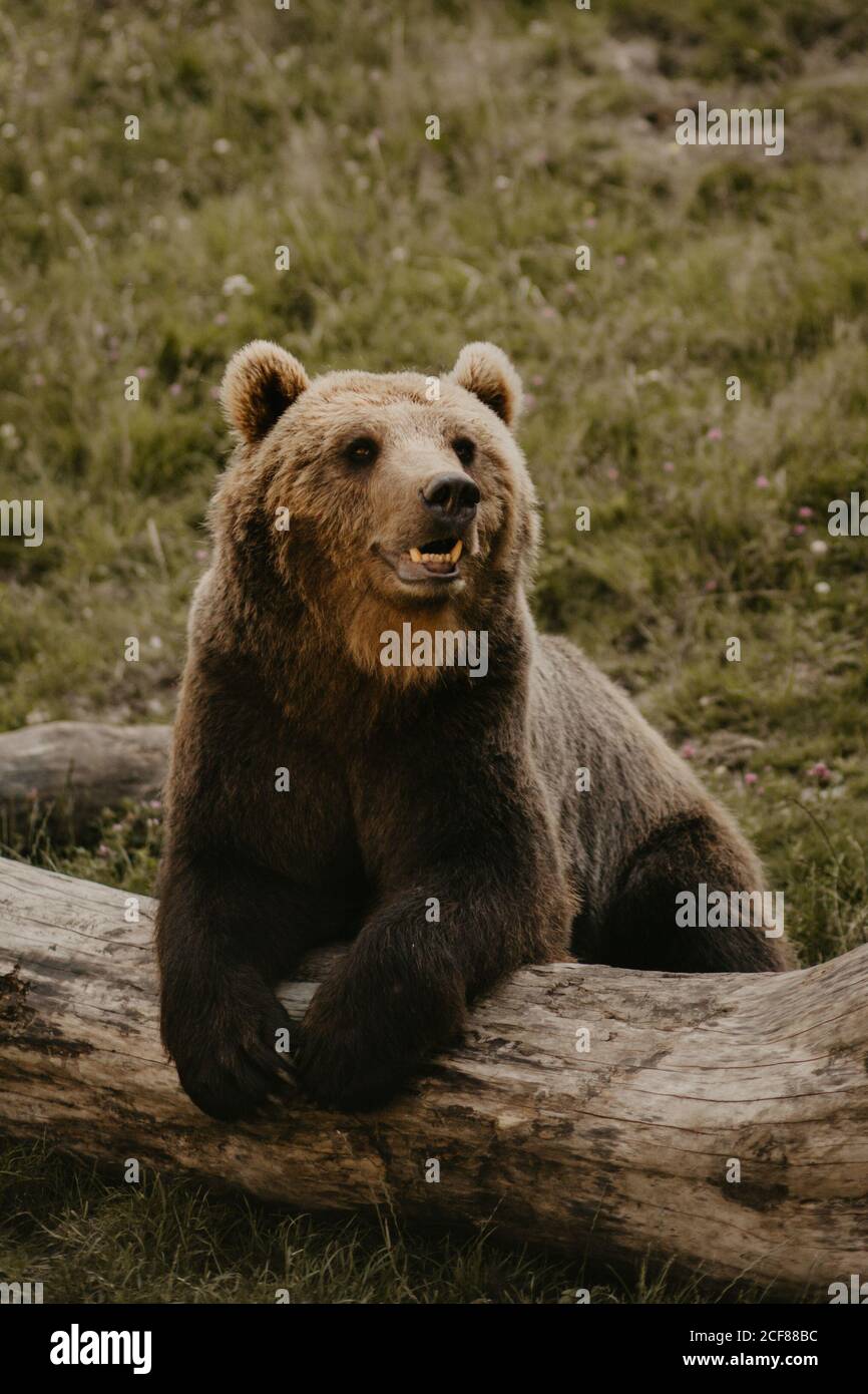 Barba marrone furry appoggiata su tronco di albero caduto in campo Foto Stock