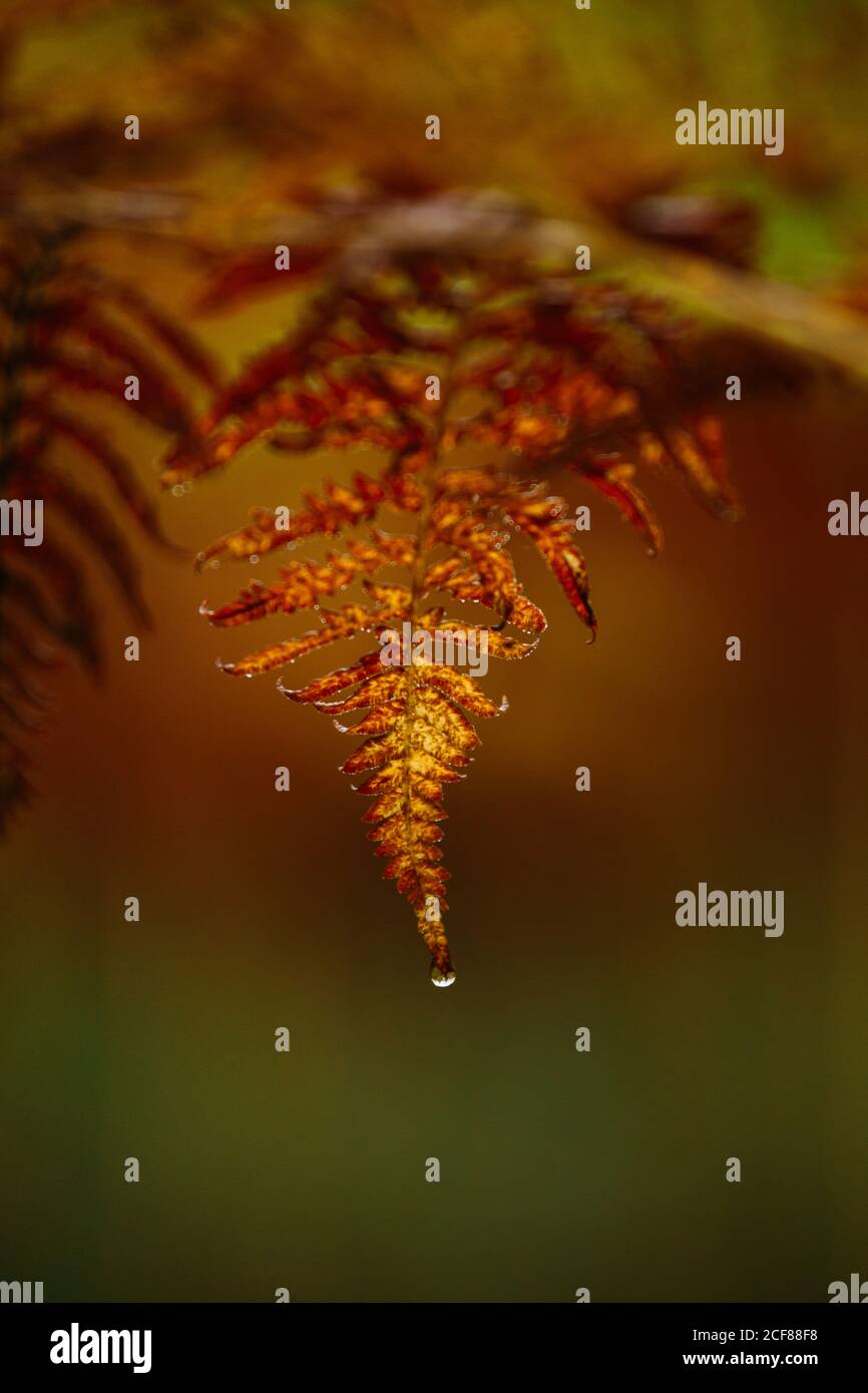 Closeup foglia di felce gialla con goccia di acqua pulita su Sfondo sfocato della foresta in Finlandia Foto Stock