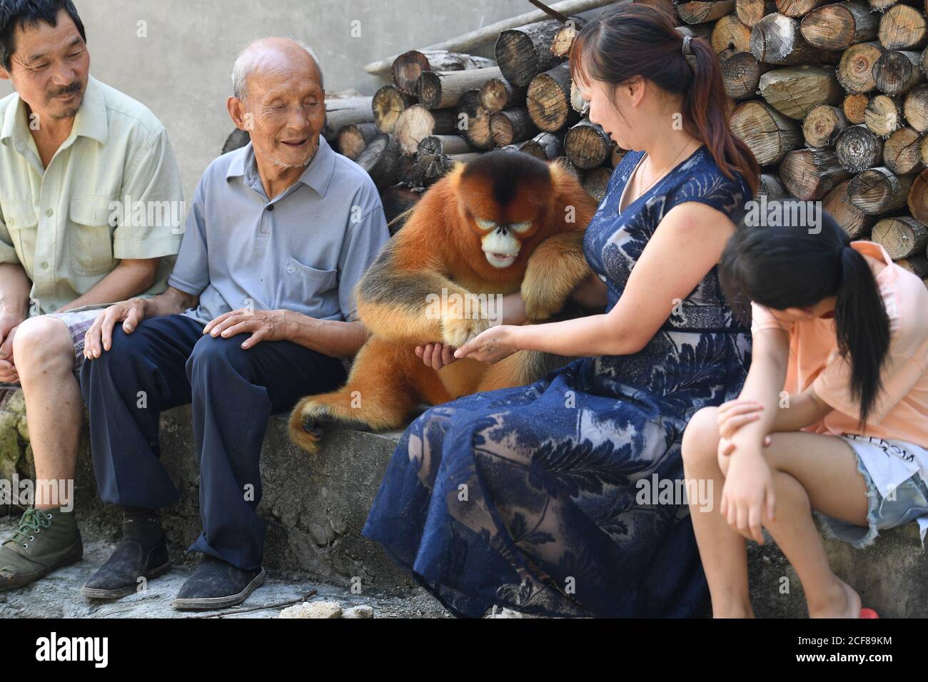 (200904) -- HANZHONG, 4 settembre 2020 (Xinhua) -- UNA scimmia dorata interagisce con gli abitanti di un villaggio nel villaggio di Maoping nella contea di Yangxian, nella provincia di Shaanxi della Cina nord-occidentale, 2 agosto 2020. Il 23 maggio 1981, gli ultimi sette stambecchi crestati selvaggi sono stati trovati nella contea di Yangxian. Al fine di proteggere Ibis crestato, il governo locale incoraggia gli agricoltori a non utilizzare fertilizzanti e pesticidi chimici nei terreni agricoli degli habitat crestati Ibis. Yangxian aveva scelto l'industria biologica come un modo per risolvere la contraddizione tra la protezione dell'ambiente ecologico e l'ibis e l'economia in via di sviluppo. Takin Foto Stock