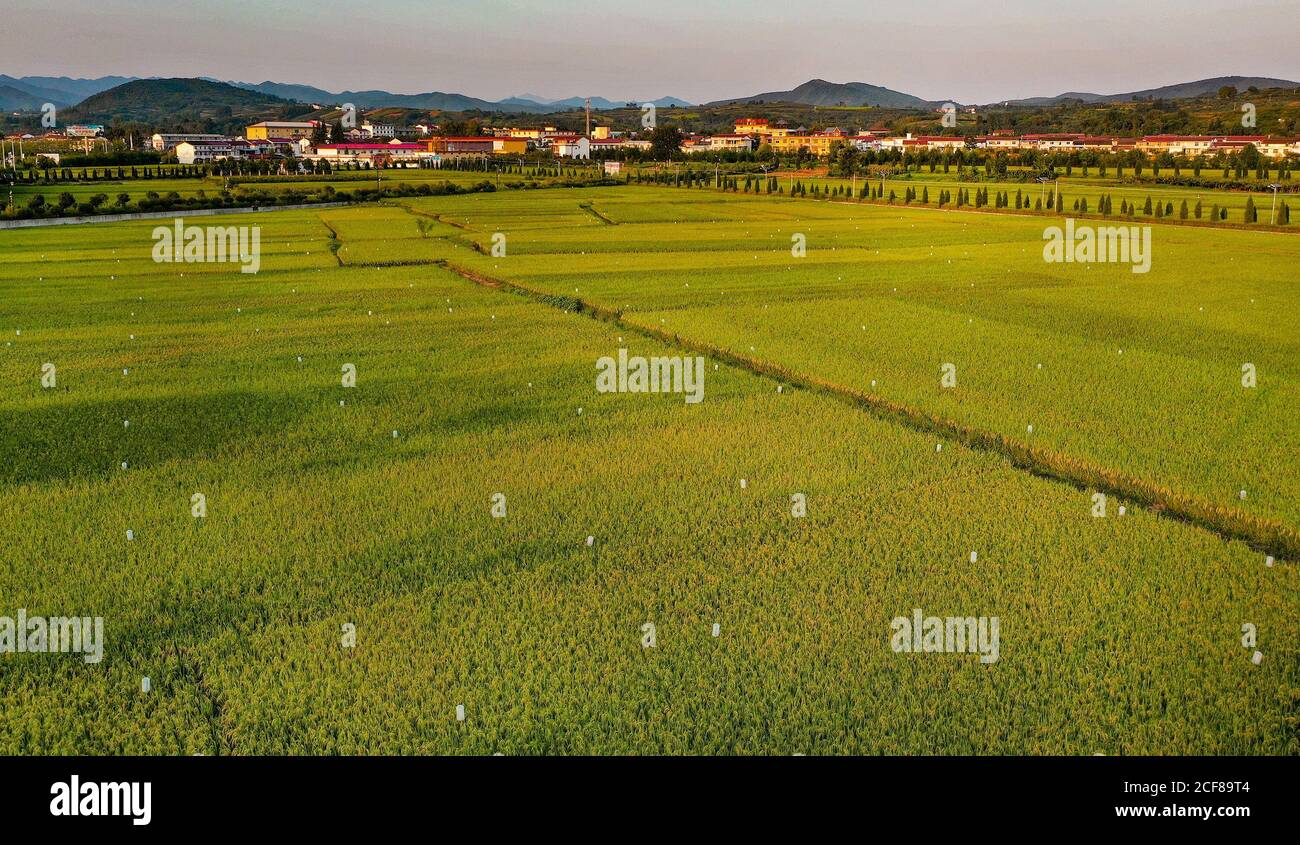 (200904) -- HANZHONG, 4 settembre 2020 (Xinhua) -- Foto scattata il 28 agosto 2020 mostra le trappole di luce per gli insetti nel campo di risaie del villaggio di Caoba nella contea di Yangxian, la provincia di Shaanxi della Cina nord-occidentale. Il 23 maggio 1981, gli ultimi sette stambecchi crestati selvaggi sono stati trovati nella contea di Yangxian. Al fine di proteggere Ibis crestato, il governo locale incoraggia gli agricoltori a non utilizzare fertilizzanti e pesticidi chimici nei terreni agricoli degli habitat crestati Ibis. Yangxian aveva scelto l'industria biologica come un modo per risolvere la contraddizione tra la protezione dell'ambiente ecologico e ibis e Develop Foto Stock