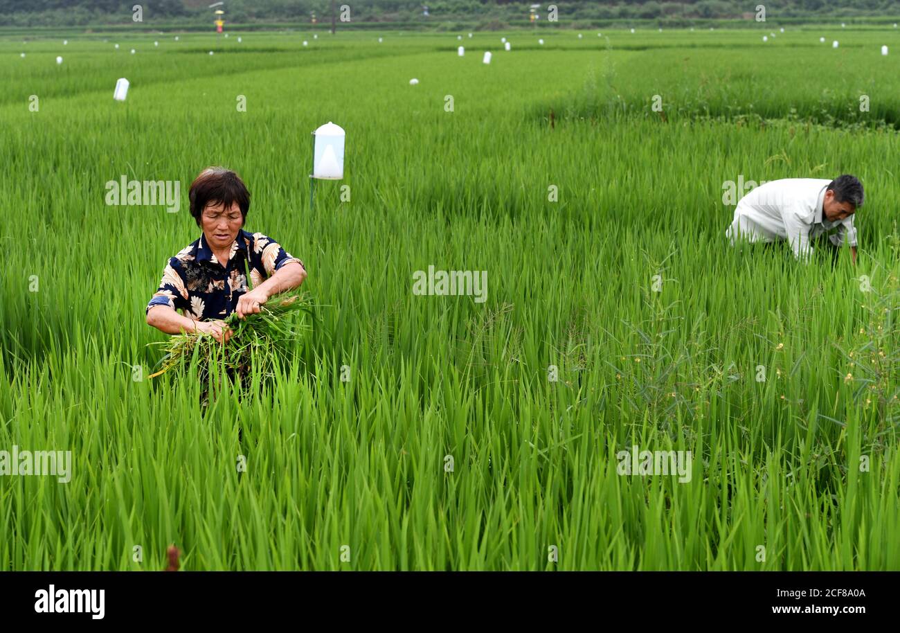 (200904) -- HANZHONG, 4 settembre 2020 (Xinhua) -- i villaggi lavorano nel campo di risaie del villaggio di Zhoujiakan nella contea di Yangxian, nella provincia di Shaanxi della Cina nord-occidentale, 31 luglio 2020. Il 23 maggio 1981, gli ultimi sette stambecchi crestati selvaggi sono stati trovati nella contea di Yangxian. Al fine di proteggere Ibis crestato, il governo locale incoraggia gli agricoltori a non utilizzare fertilizzanti e pesticidi chimici nei terreni agricoli degli habitat crestati Ibis. Yangxian aveva scelto l'industria biologica come un modo per risolvere la contraddizione tra la protezione dell'ambiente ecologico e l'ibis e l'economia in via di sviluppo. Prendendo t Foto Stock