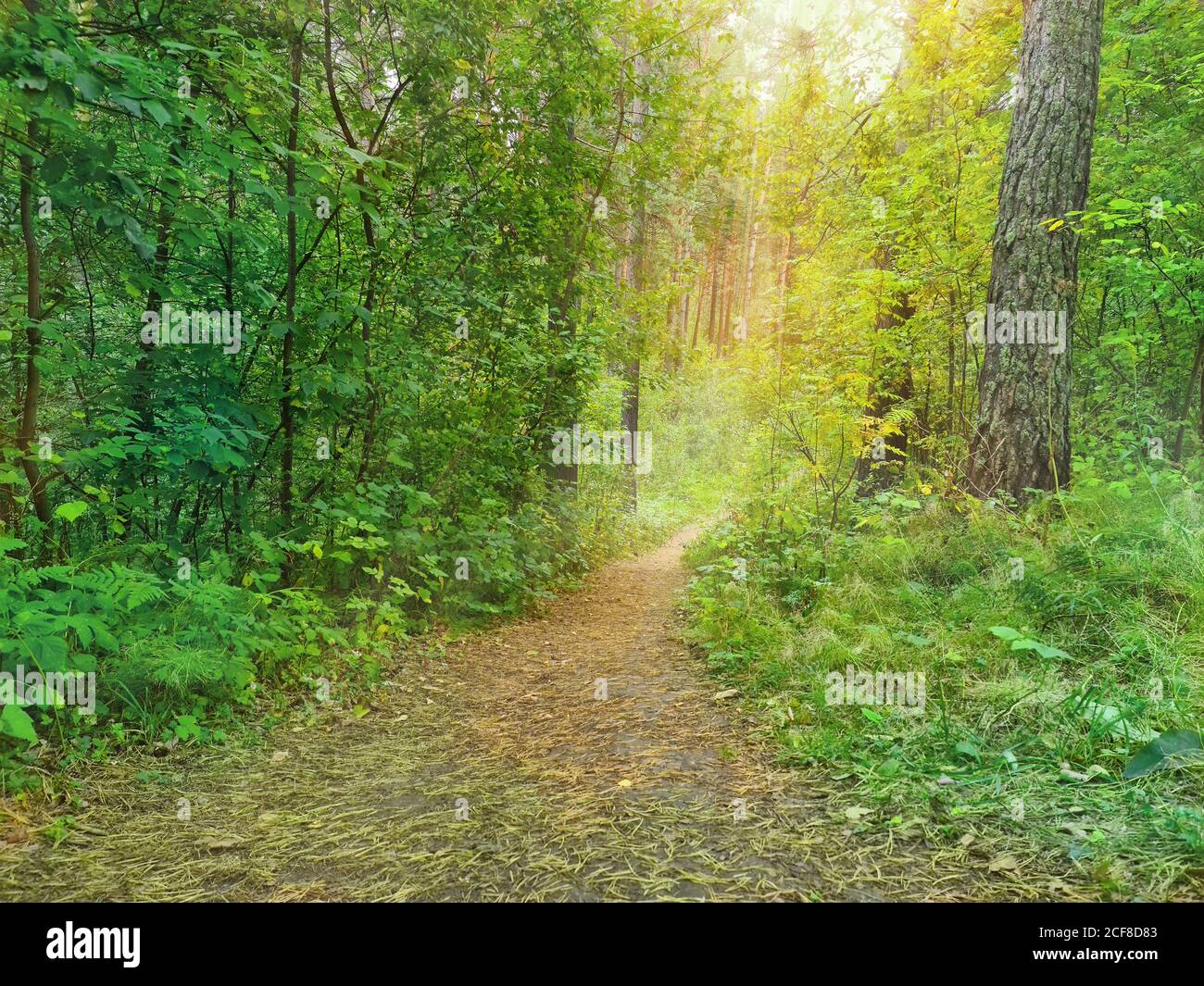 Un percorso nella foresta che scende. La luce solare illumina il percorso alla fine del percorso Foto Stock