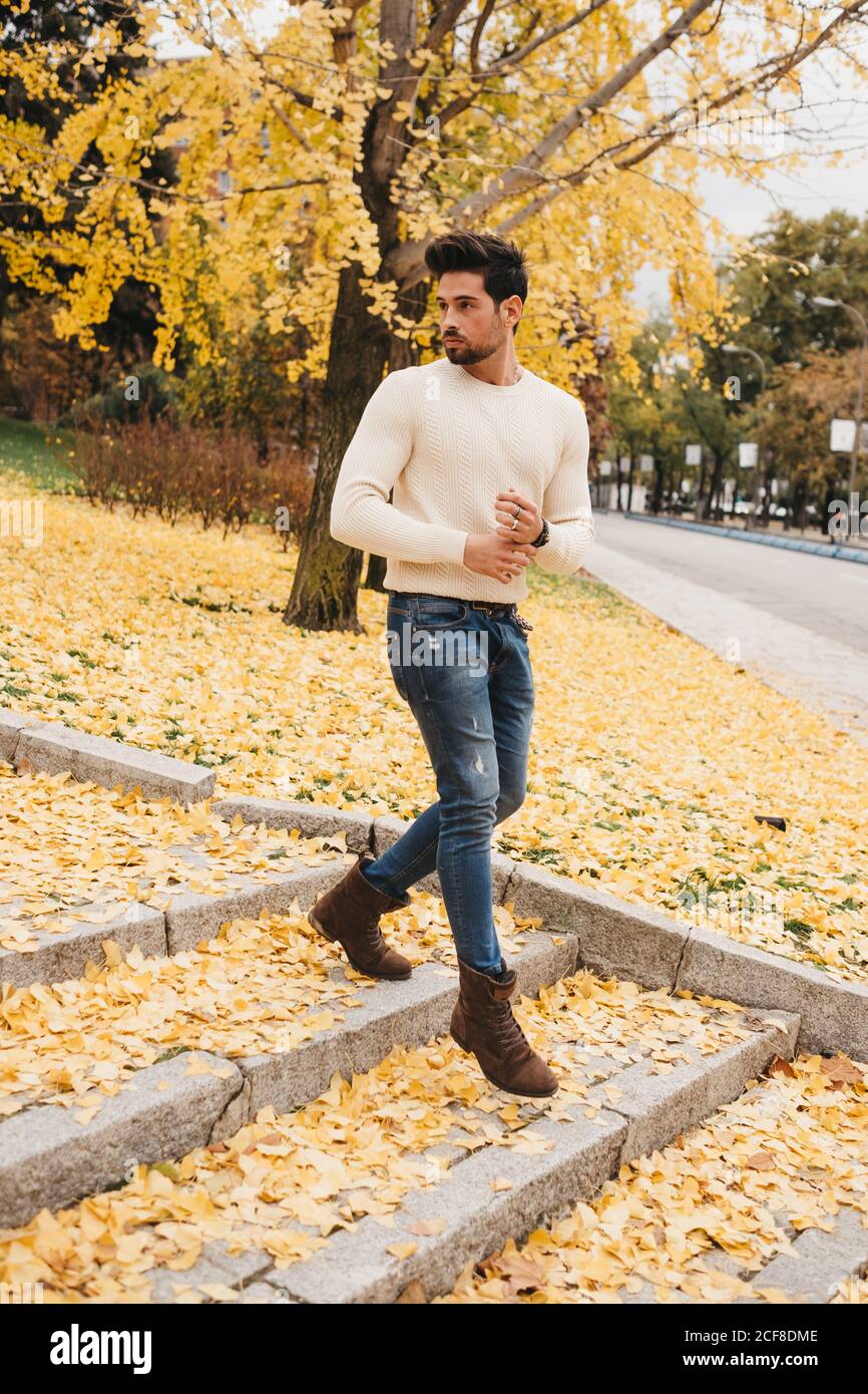 Uomo glamour bello in jeans e maglione bianco che cammina sopra foglie  gialle d'autunno in città Foto stock - Alamy