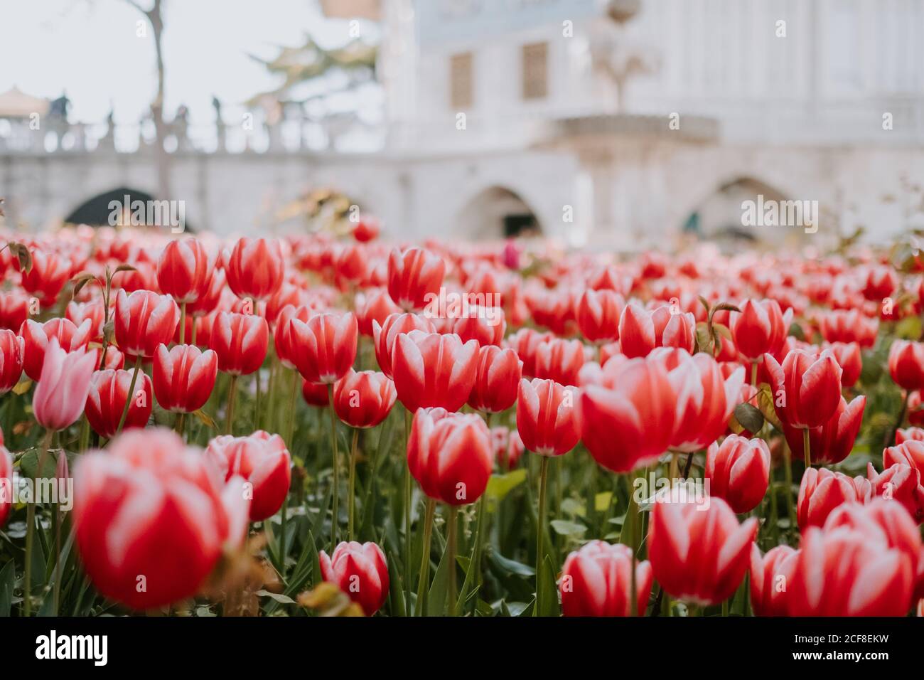 Meraviglioso scenario di colorato grande prato di tulipani rossi in crescita Sul letto fiorito della città a Istanbul in estate calda e soleggiata giorno Foto Stock