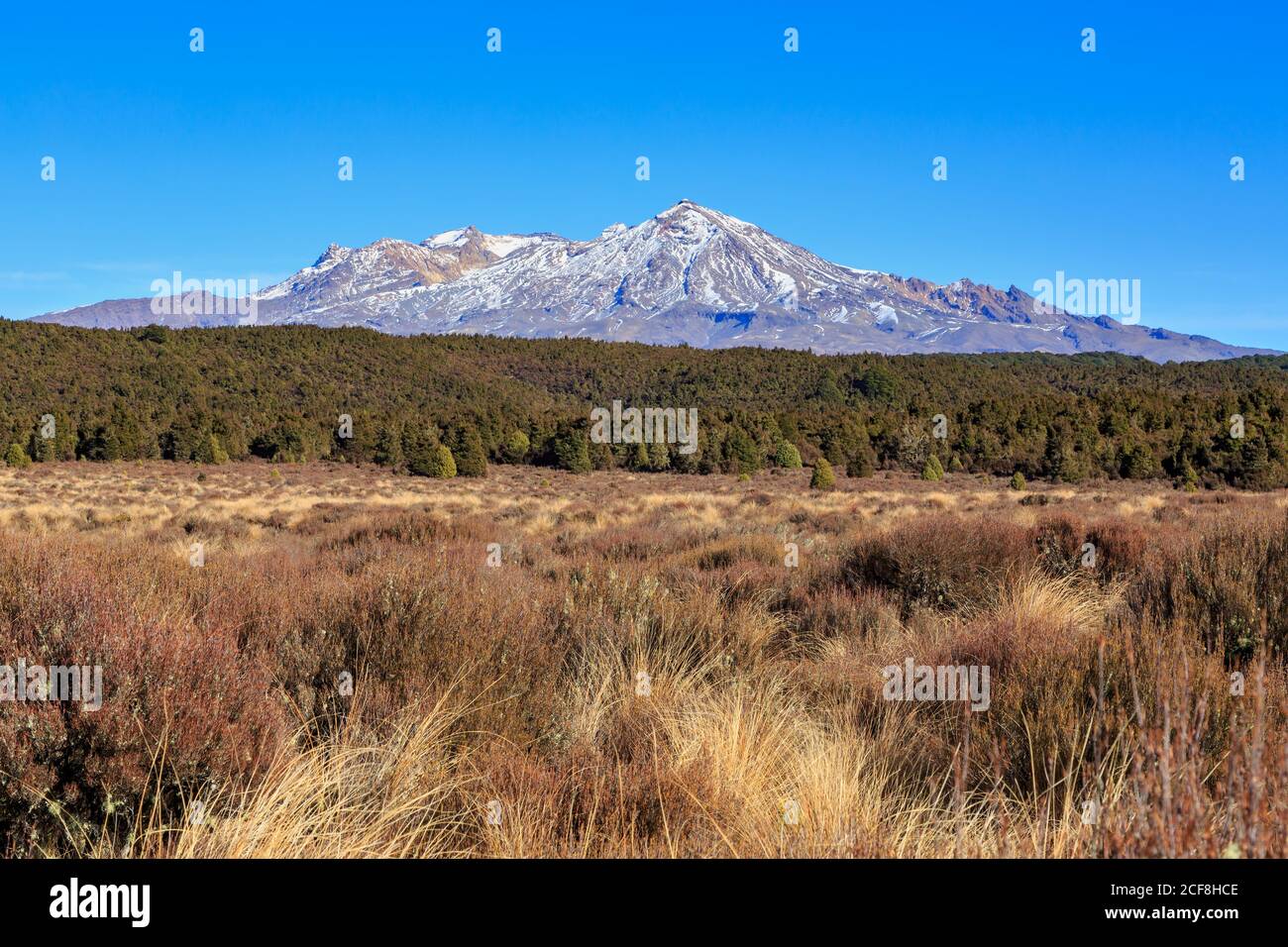 Monte Ruapehu nell'Altopiano vulcanico centrale, Nuova Zelanda, circondato dalla foresta e dal tussock del Parco Nazionale di Tongariro Foto Stock