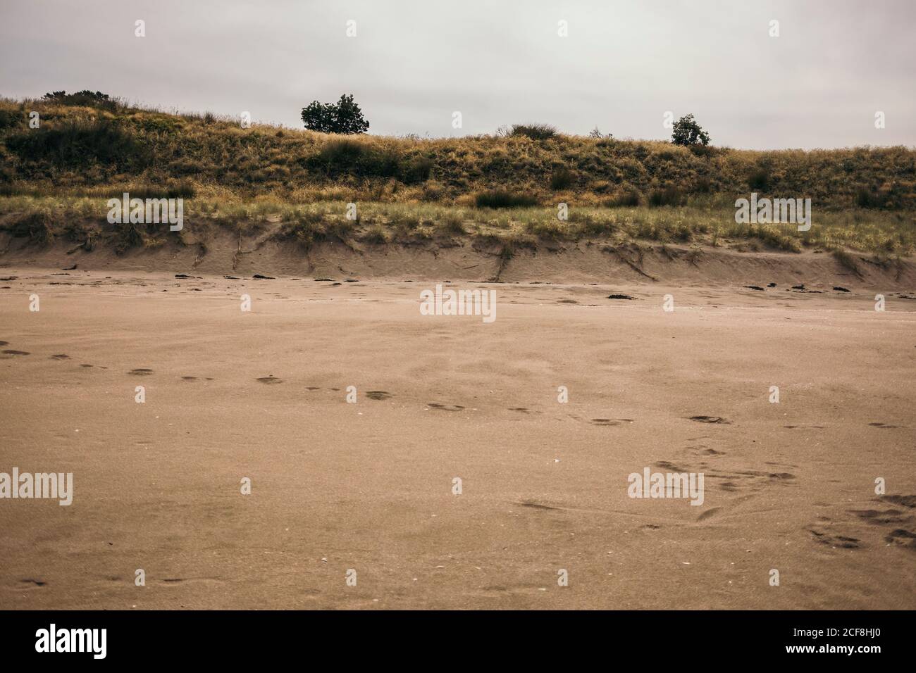 Paesaggio di esotica costa deserta con piccoli arbusti verdi E il cielo grigio sullo sfondo della penisola di Coromandel Foto Stock