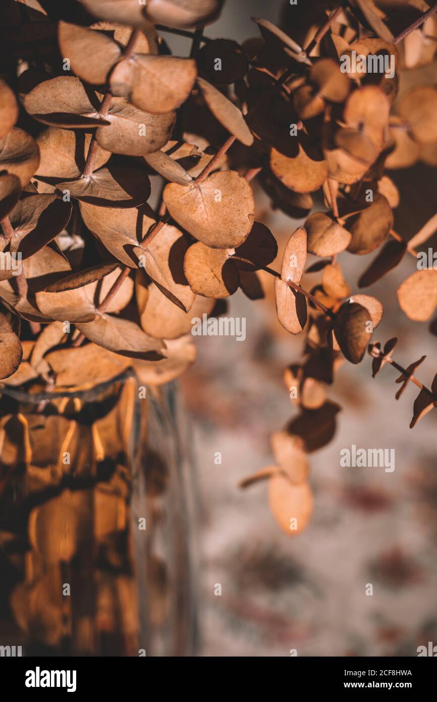 Piante in vaso di vetro sul tavolo al sole primavera giorno Foto Stock