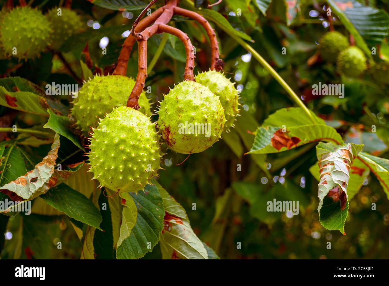 Castagno di cavallo, conkers, nel centro storico di Munster, nei monti Vosgi, Francia, Foto Stock