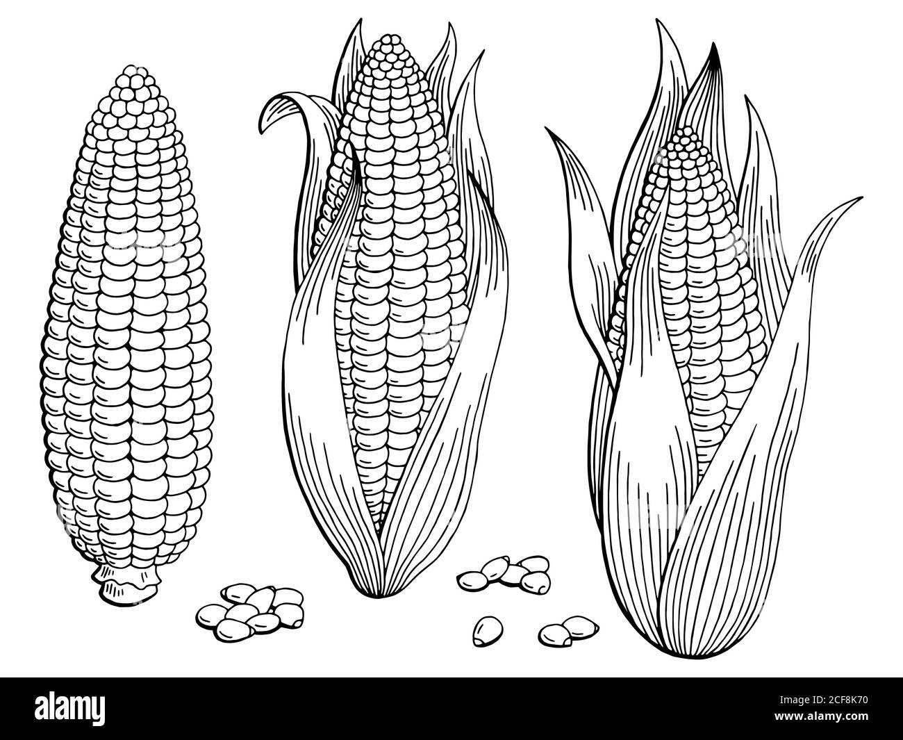 Grafico corn nero bianco isolato illustrazione dello schizzo vettore Illustrazione Vettoriale