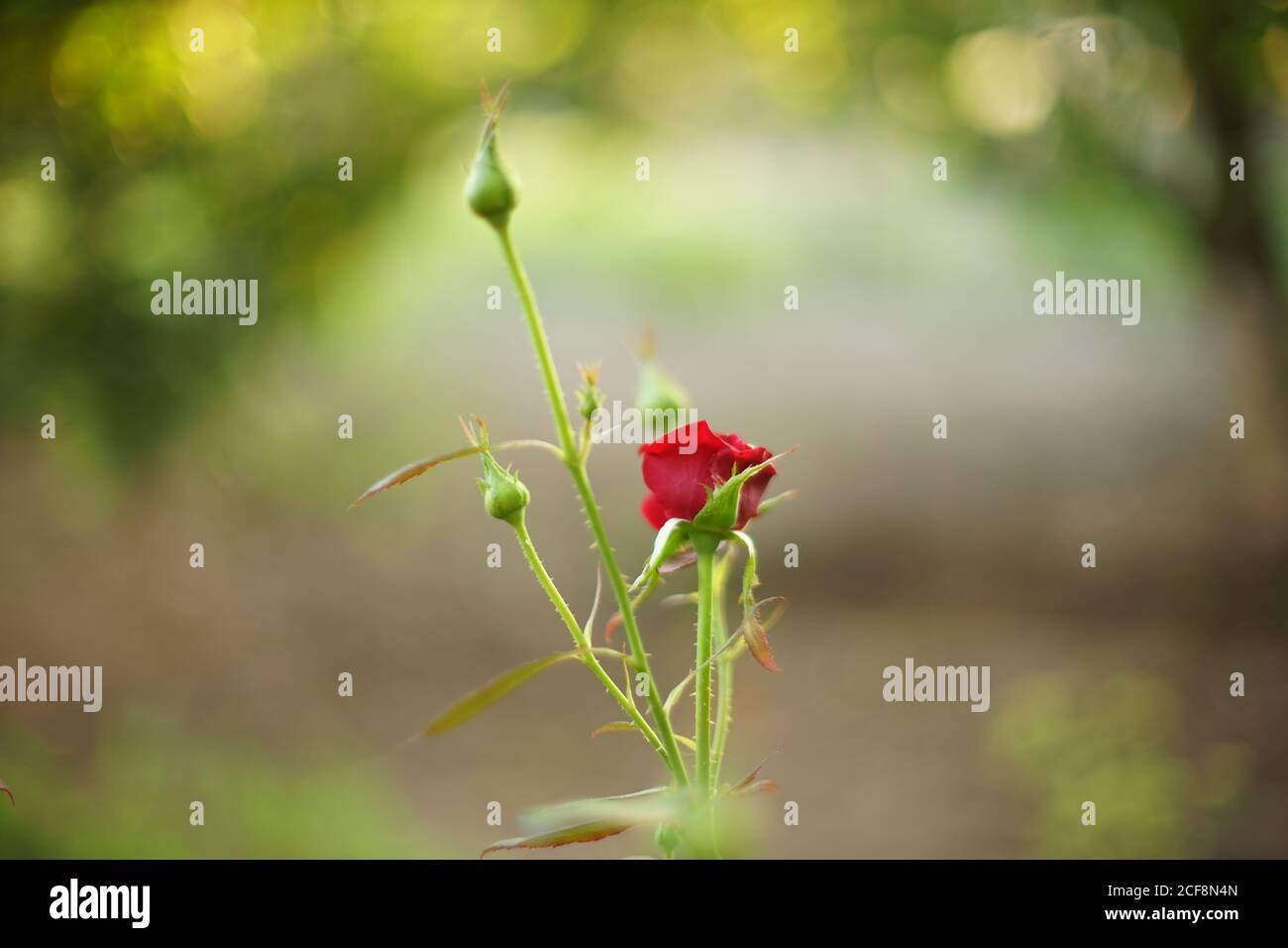 piccolo cespuglio di fiori di rosa rosso crescono nel giardino estivo. Foto Stock