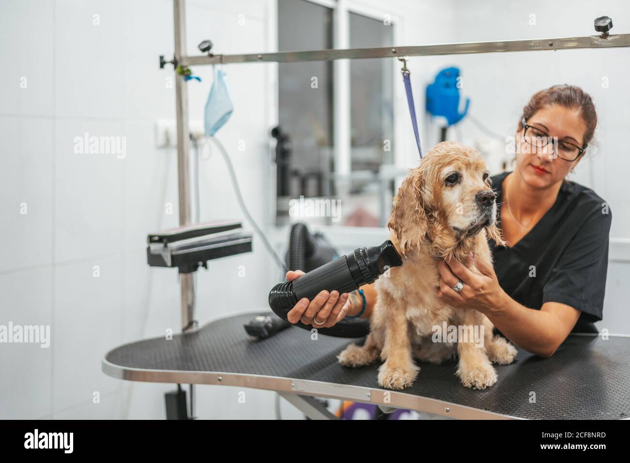 Donna adulta in pelliccia nera uniforme asciugante di spaniel obbediente cane sul tavolo da grooming in salone professionale Foto Stock