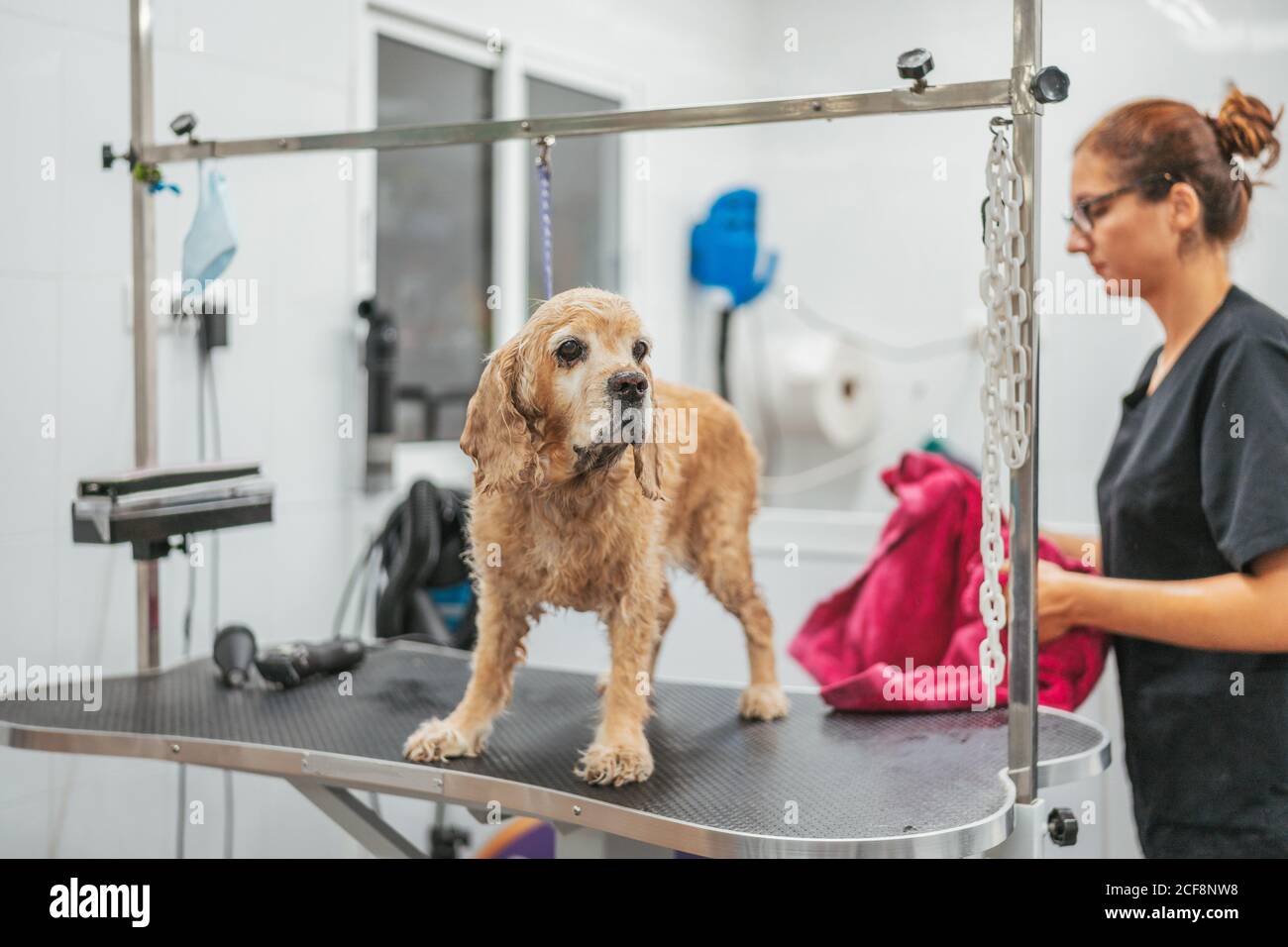 Donna adulta in uniforme nera avvolgimento spaniel cane in asciugamano e asciugando pelliccia dopo la procedura di lavaggio in salone di cura Foto Stock