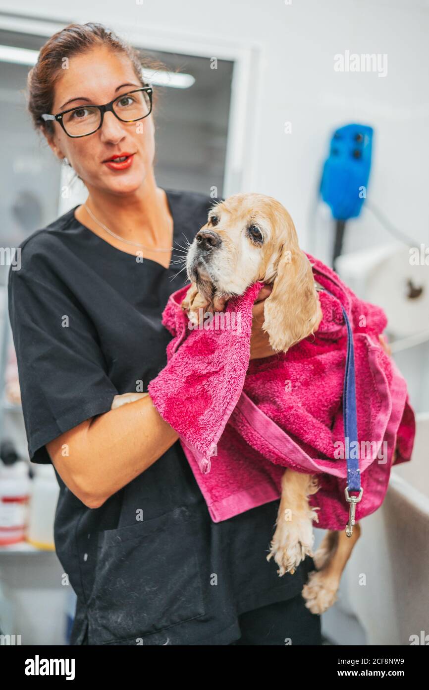 Donna adulta in uniforme nera avvolgimento spaniel cane in asciugamano e asciugando pelliccia dopo la procedura di lavaggio in salone di cura Foto Stock