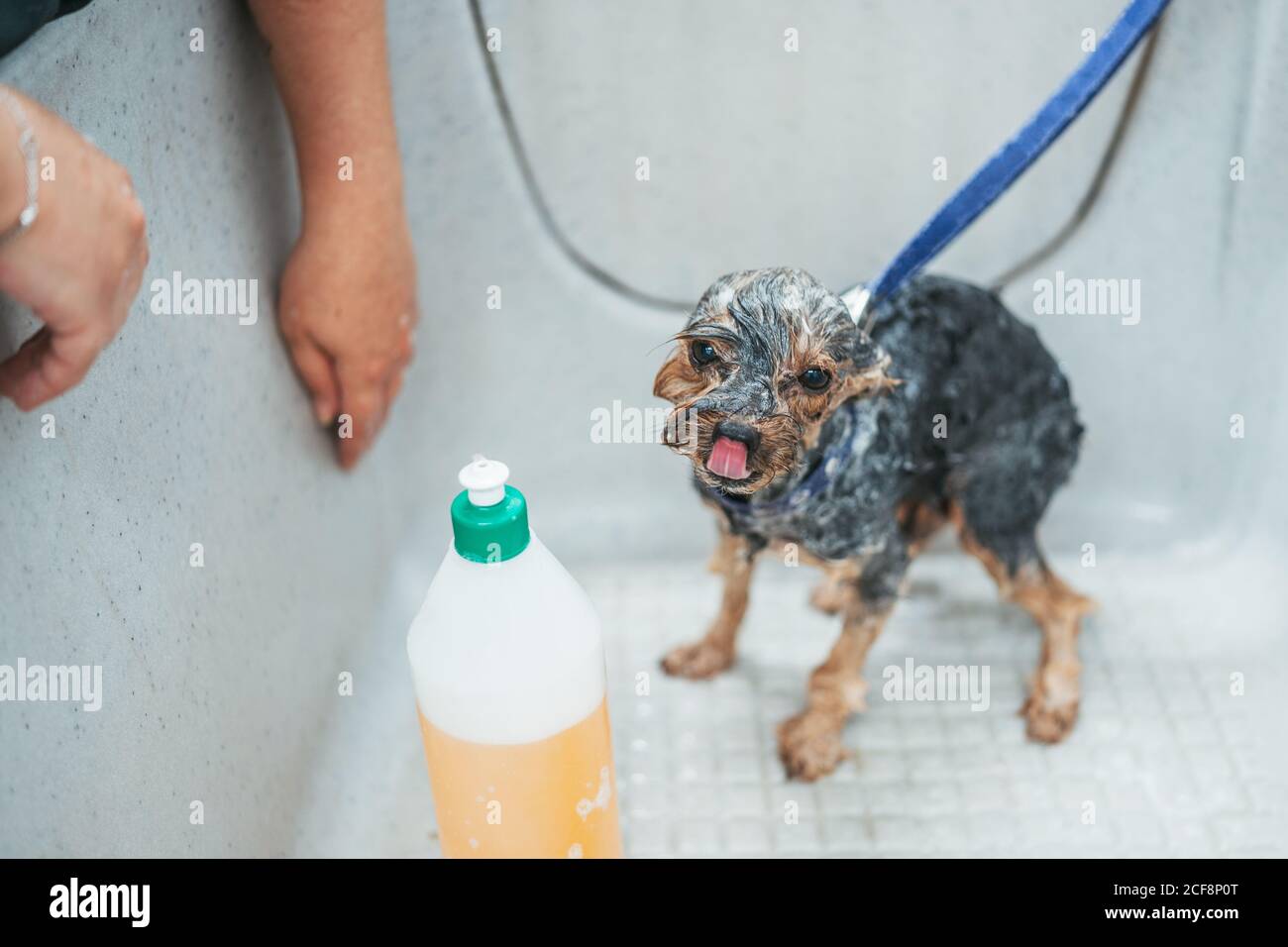 Small Yorkshire Terrier con pelo bagnato saponato che lambisce il naso in piedi nella vasca da bagno nel salone per la cura del corpo Foto Stock