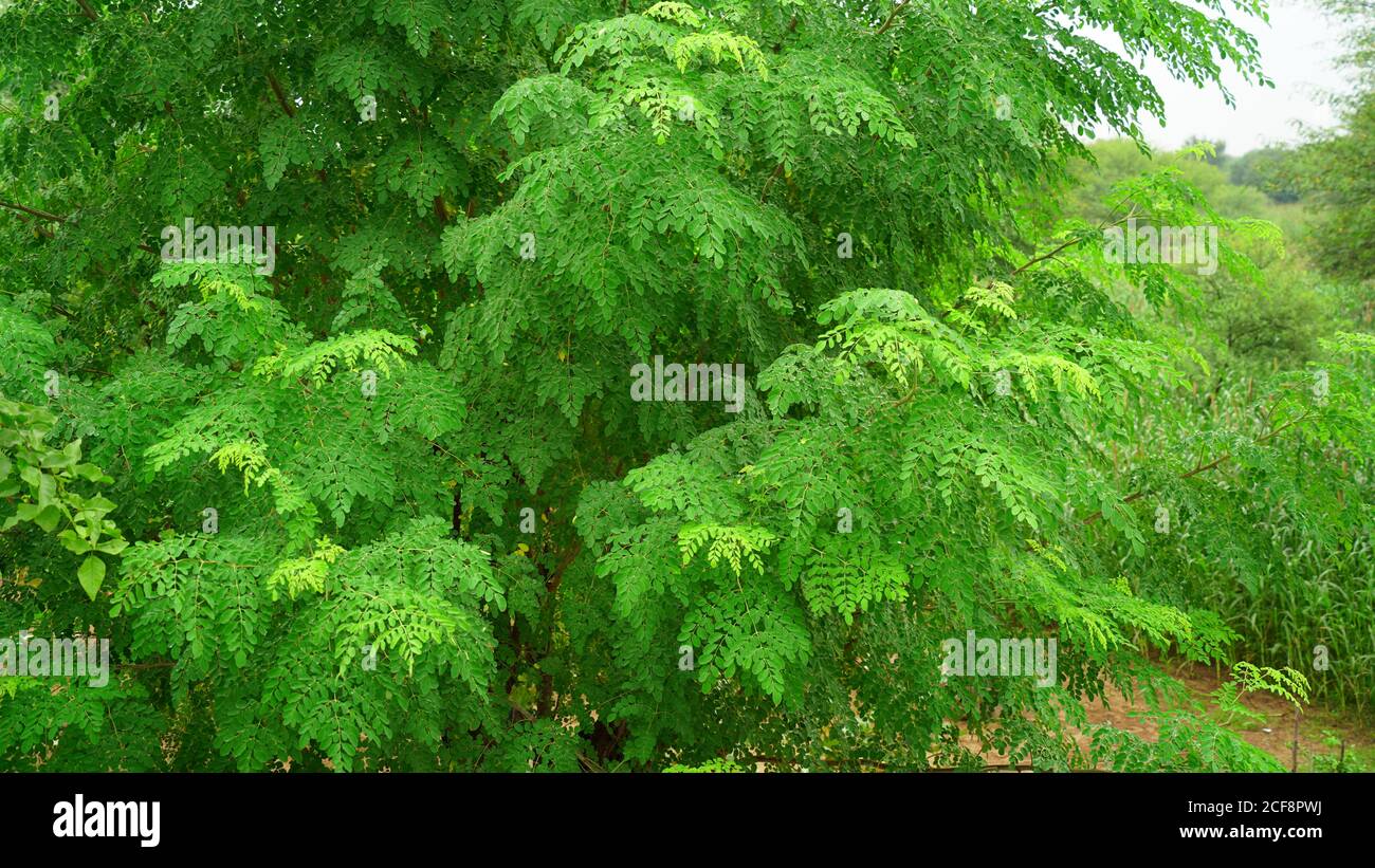 Foglie di Sahjan o Moringa verdoline lucide e sorprendenti. Foto Stock