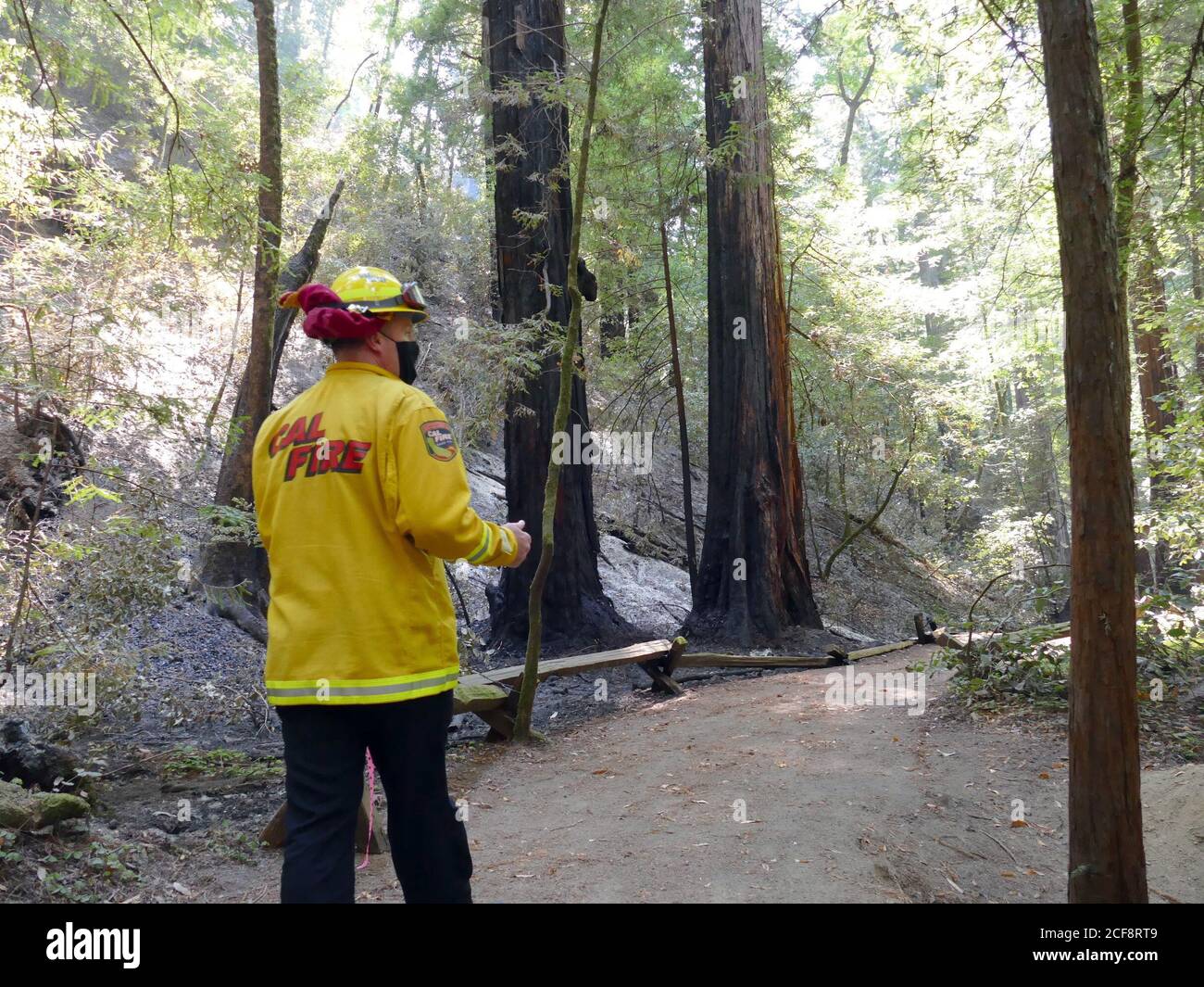 Guerneville, Stati Uniti. 31 Agosto 2020. I vigili del fuoco Will Powers sono sempre in azione all'Armstrong Woods state Park, noto per i suoi antichi stand di sequoie costiere. La regione è stata gravemente colpita dall'incendio del complesso LNU Lightning, scoppiato il 17 agosto 2020. Il peggio è ancora da venire per la California: Di solito i pesanti incendi boschivi non vengono fino all'autunno, ma ora l'incendio inferno è iniziato nel mese di agosto. (A dpa 'la California diventa un inferno di fuoco - nessuna fine in vista') Credit: Barbara Munker/dpa/Alamy Live News Foto Stock