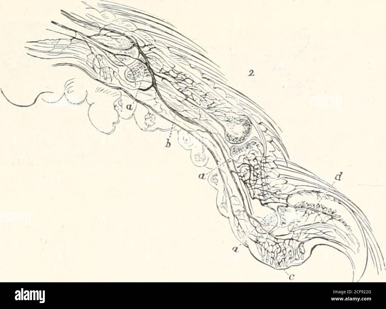 . Il microscopio e le sue rivelazioni. Fig. 794.-Sezione della punta di un mouse: &lt;i, n, u, ossa tarsali; b, arteria digitale;c, loop vascolari nella papilla? Formare il cuscinetto epidermico spesso 011 il sottosuolo; d, distribuzione di vasi nella matrice dell'artiglio. Risulta, essendo facilmente accessibile altrove a tale da desiderio di mettere in pratica itin.1 1 si veda in particolare l'iniezione dell'articolo nel Dizionario micrografico; M, IO62 VERTERBKATED ANIMALI molte parti anatomiche, quando ben iniettate e montate, becomeobjects sia di interesse che di istruzione. Questo è il caso di thevilli dell'inte Foto Stock