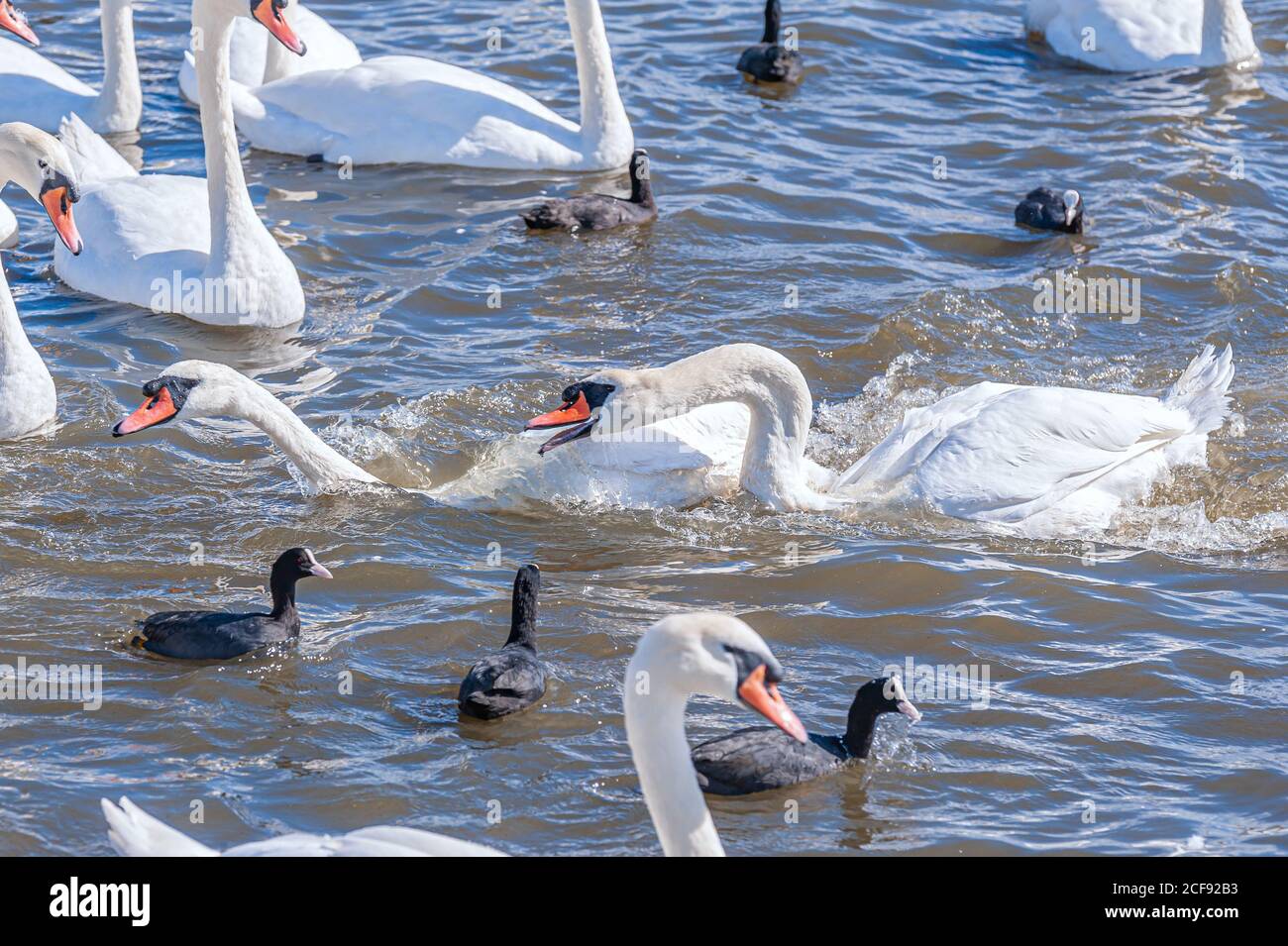 Un combattimento e inseguimento fra i cigni. Un enorme gregge di cigni muti si riuniscono sul lago. Colore Cygnus. Foto Stock