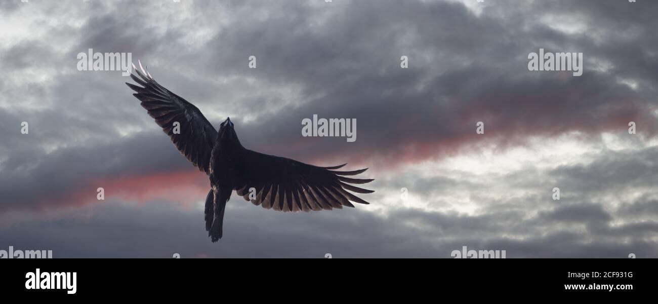 raven vola su un cielo cupo al tramonto Foto Stock