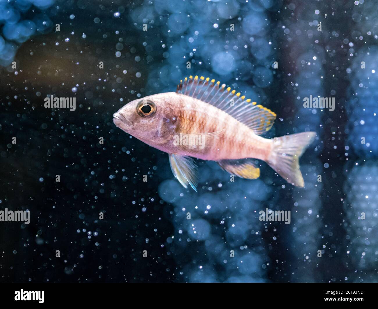 Closeup bellissimi pesci tropicali nuotare in acque trasparenti del grande acquario di Dubai Foto Stock
