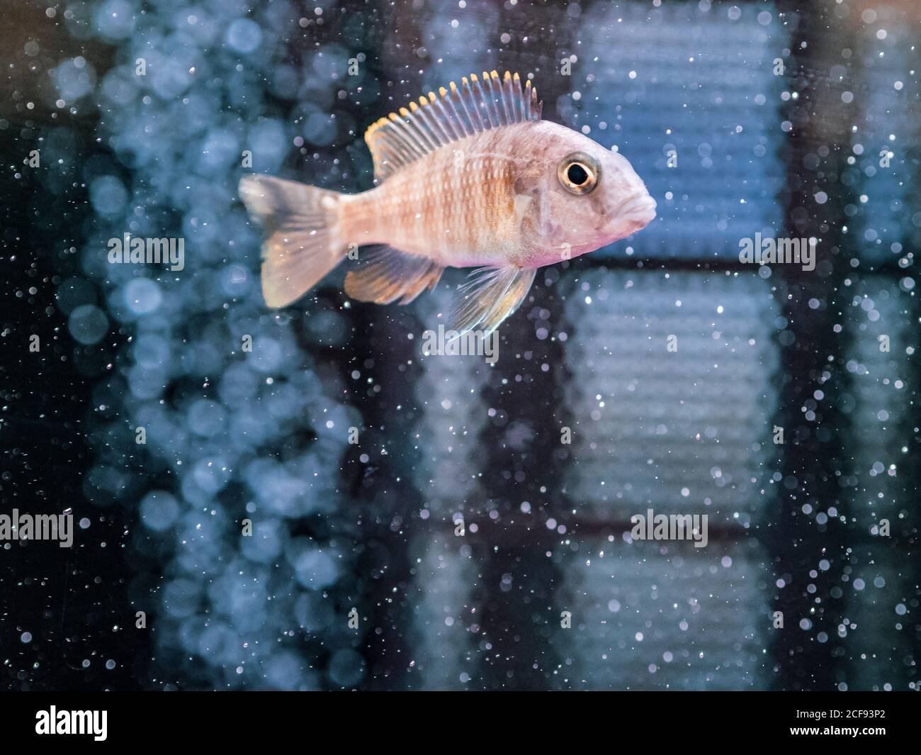Primo piano bellissimo pesce tropicale nuotare in acqua trasparente di acquario domestico Foto Stock
