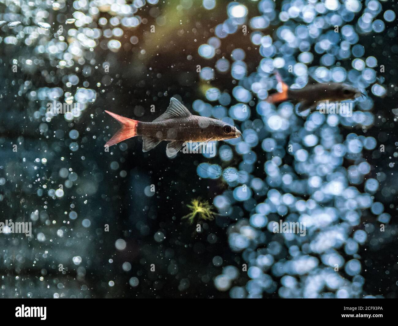 Primo piano bellissimo pesce tropicale nuotare in acqua trasparente di acquario domestico Foto Stock