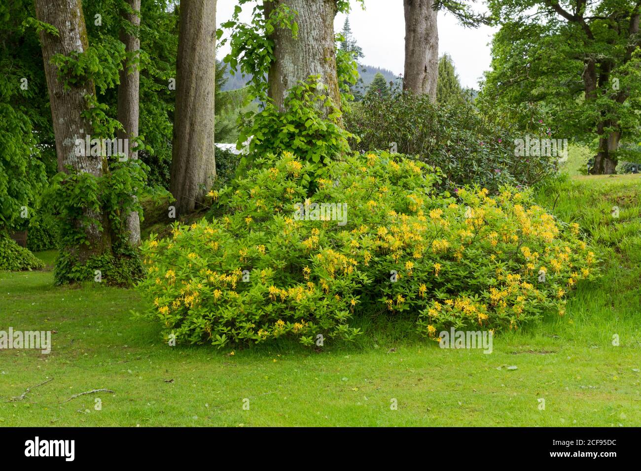 Rhododendron luteum, Azalea ponica, Yellow Azalee in primavera, Scozia, Regno Unito Foto Stock