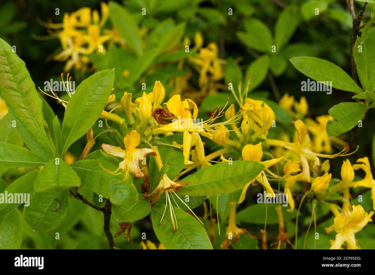 Rhododendron luteum, Azalea ponica, Yellow Azalee in primavera, Scozia, Regno Unito Foto Stock