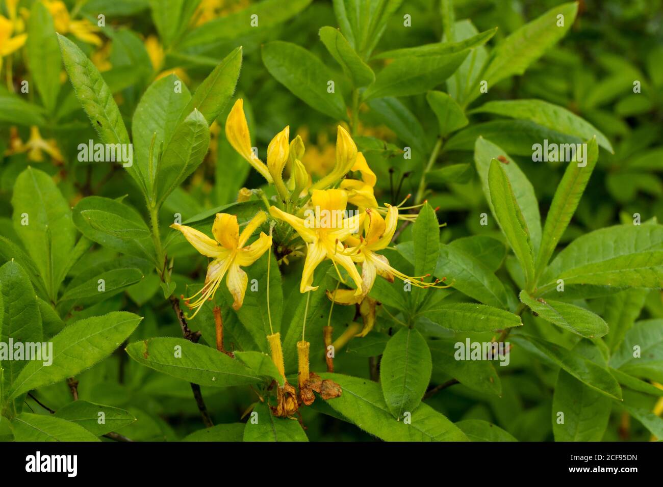 Rhododendron luteum, Azalea ponica, Yellow Azalee in primavera, Scozia, Regno Unito Foto Stock
