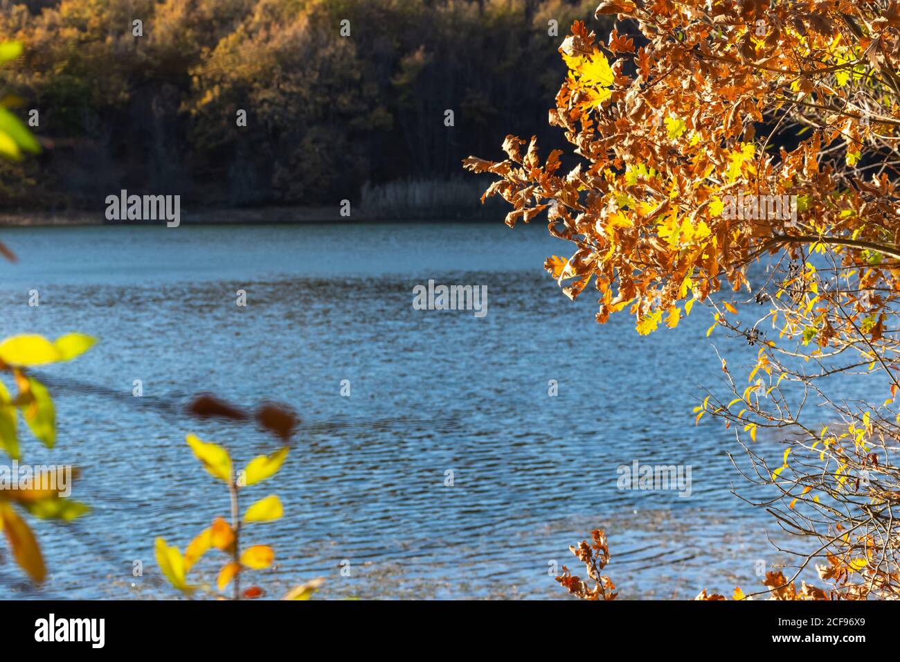 Sfondo autunno con un lago e alberi gialli. Vista attraverso il fogliame sulla superficie blu dell'acqua. Il concetto dell'arrivo dell'autunno. Brigata Foto Stock