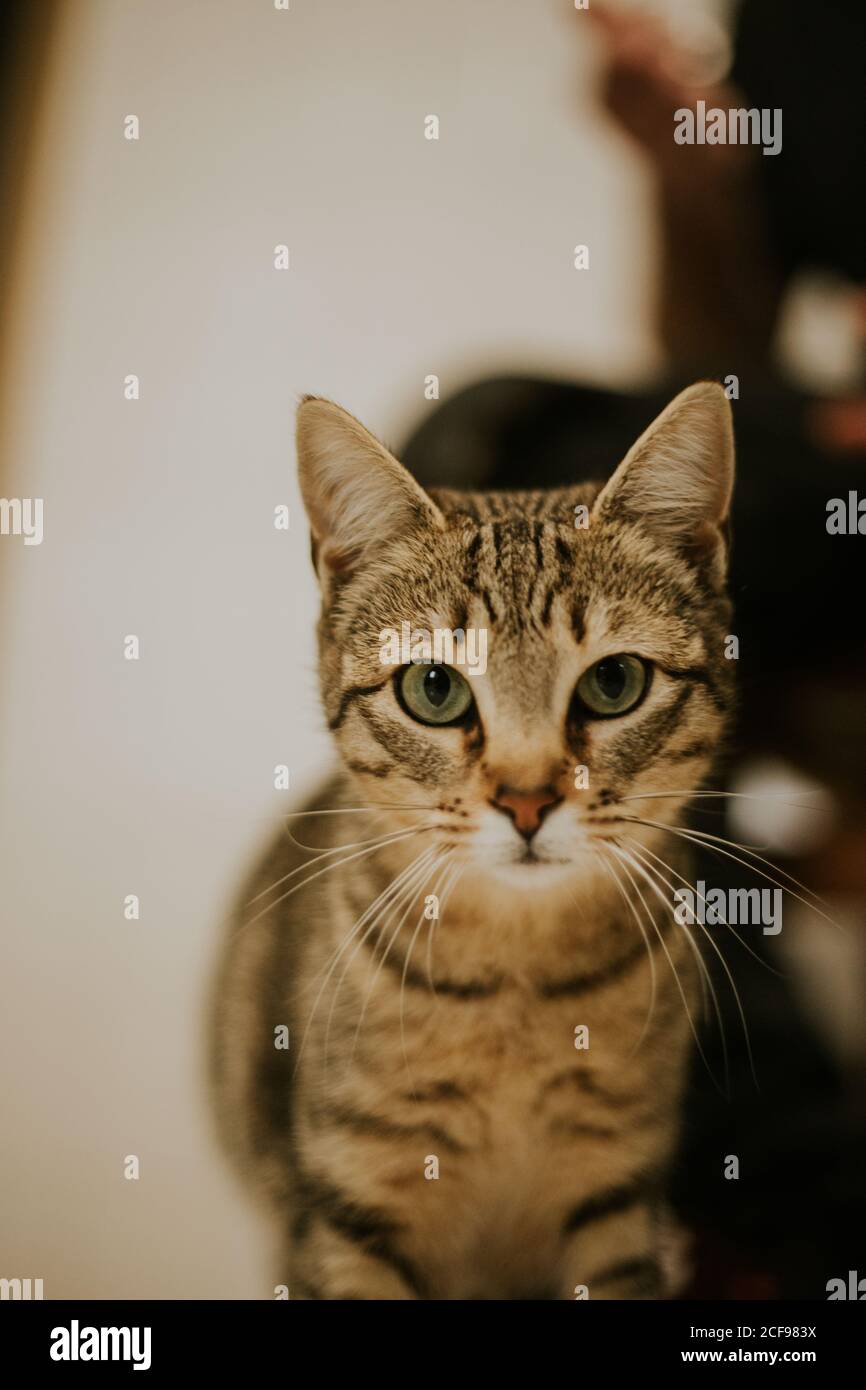 Gatto peloso a strisce con occhi verdi crogiolarsi al sole Foto Stock