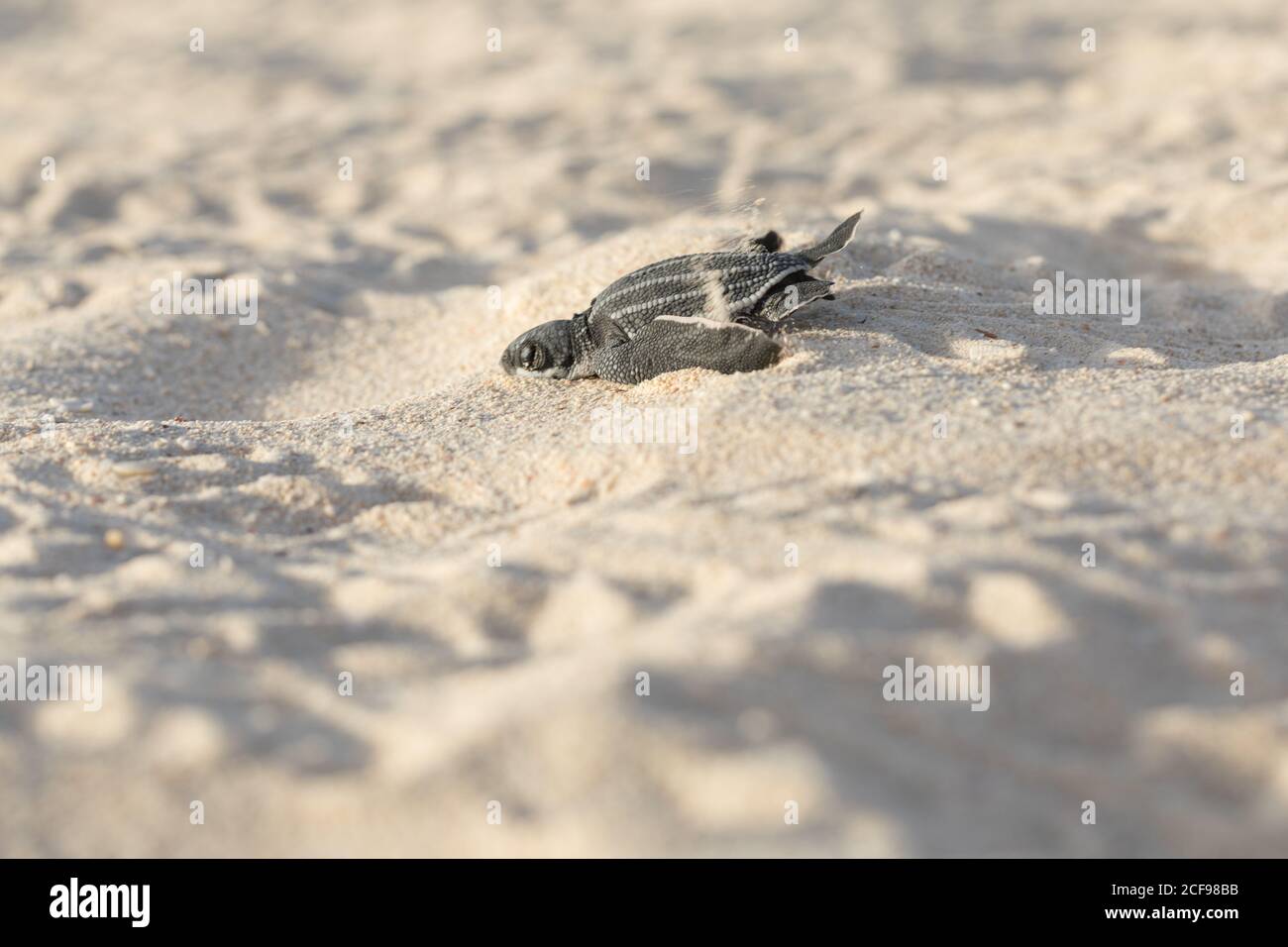 Tartaruga del bambino che strisciano sulla sabbia all'acqua Foto Stock