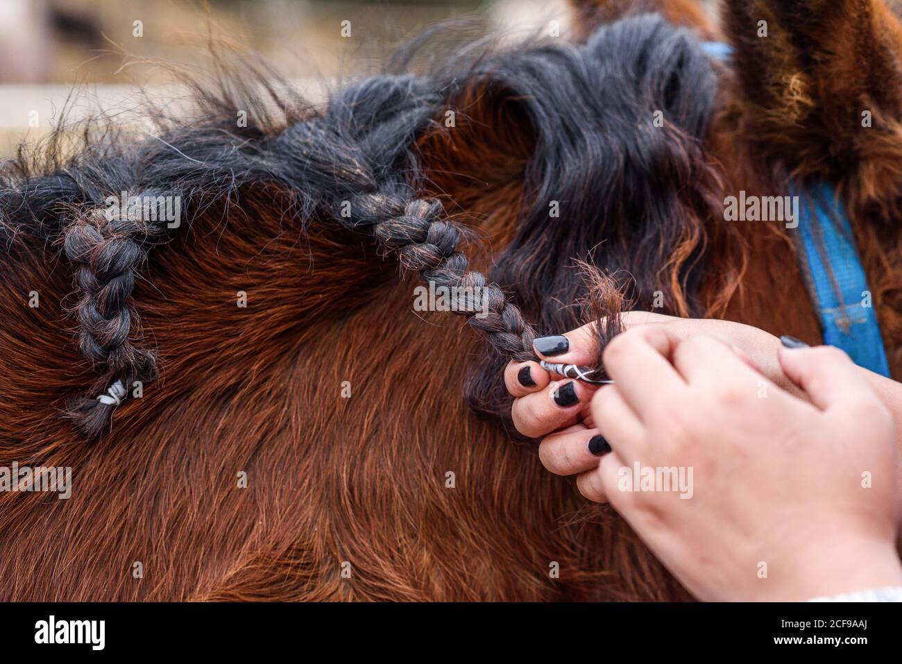 Donna irriconoscibile tagliata con mani curate intrecciando la criniera nera del cavallo della baia mentre spende il tempo sul ranch Foto Stock