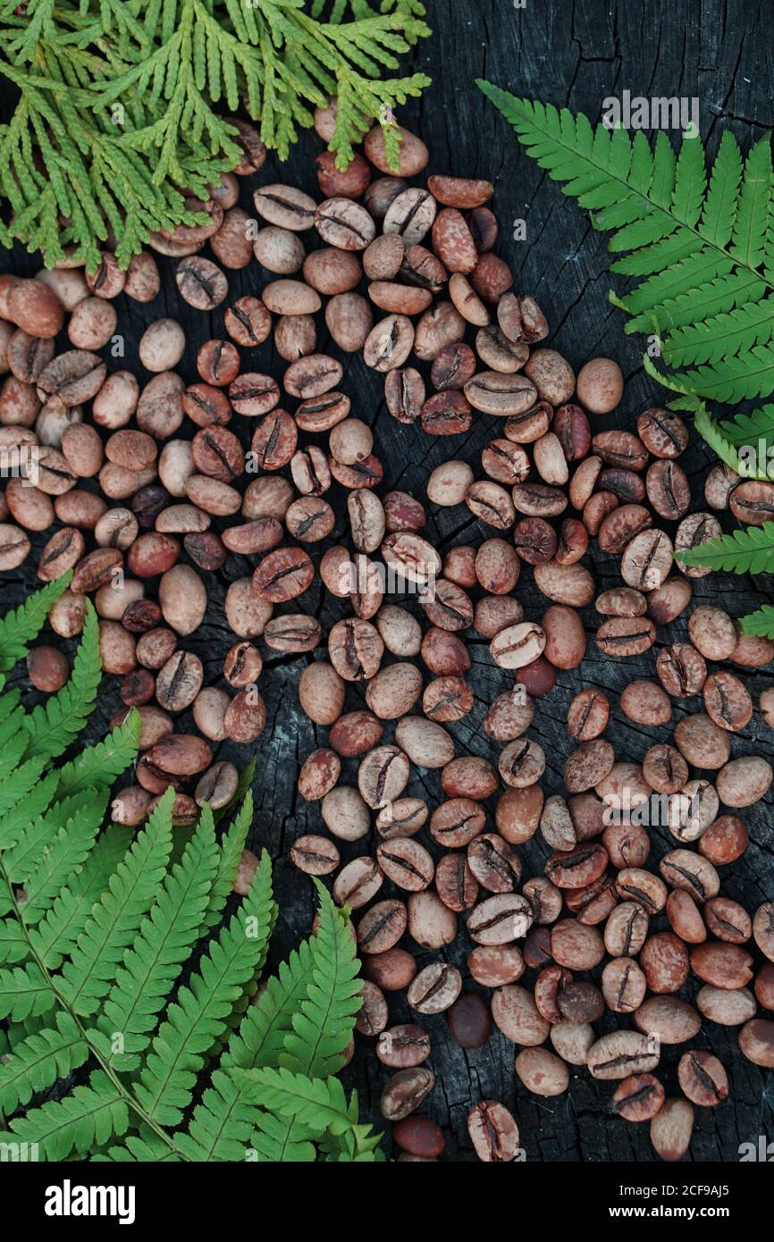 Disposizione piatta di chicchi di caffè marroni e foglia di felce su vecchio sfondo di legno Foto Stock