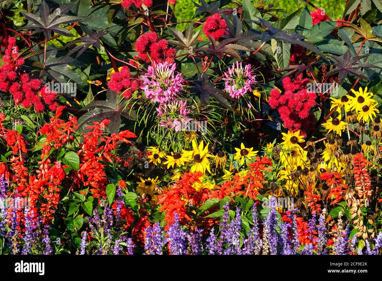 Tardo estate giardino fiorito Salvias Cleome ricinus rudbeckias, fiori di settembre Foto Stock