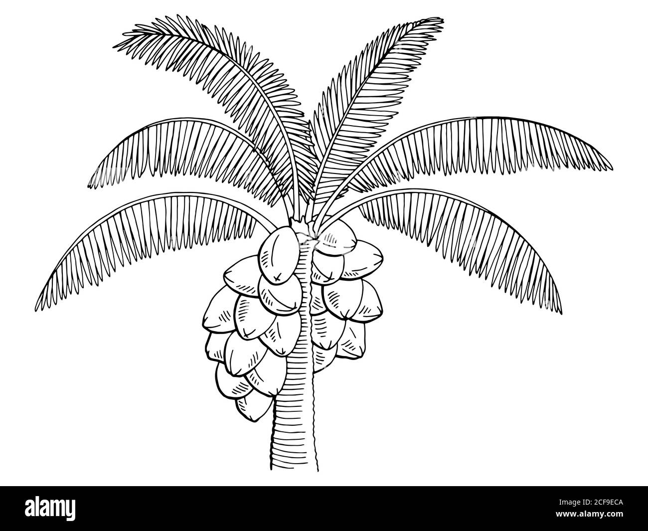 Albero di palme da cocco grafico nero bianco isolato disegno vettore Illustrazione Vettoriale