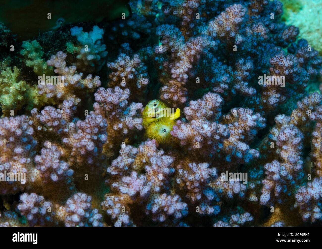 Verme giallo dell'albero di Natale, Spirobranchus giganteus, in corallo di Cauliflower rosa, Pocillopora, Hamata, Mar Rosso, Egitto Foto Stock