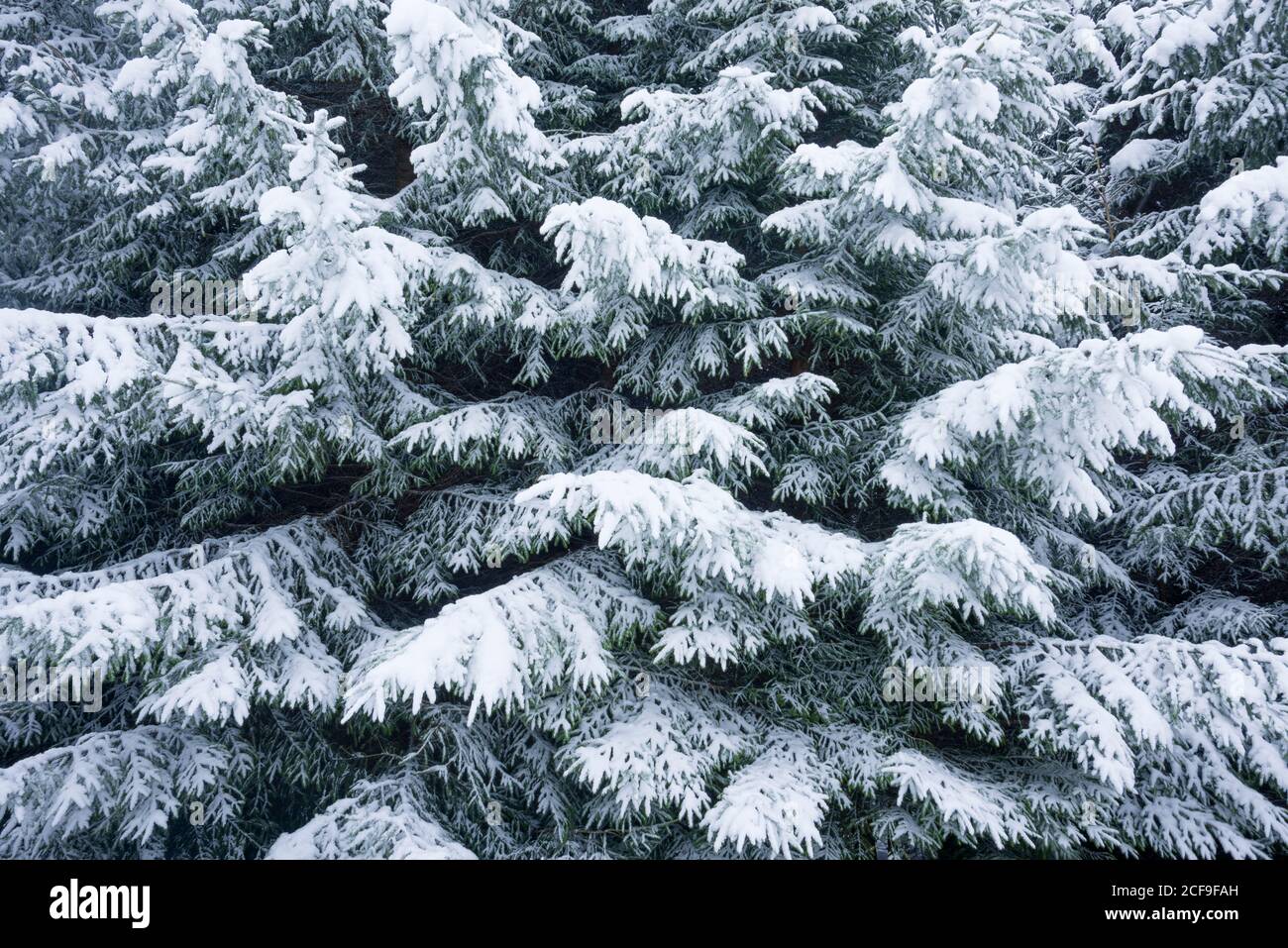 Neve fresca invernale sulle conifere. Foto Stock