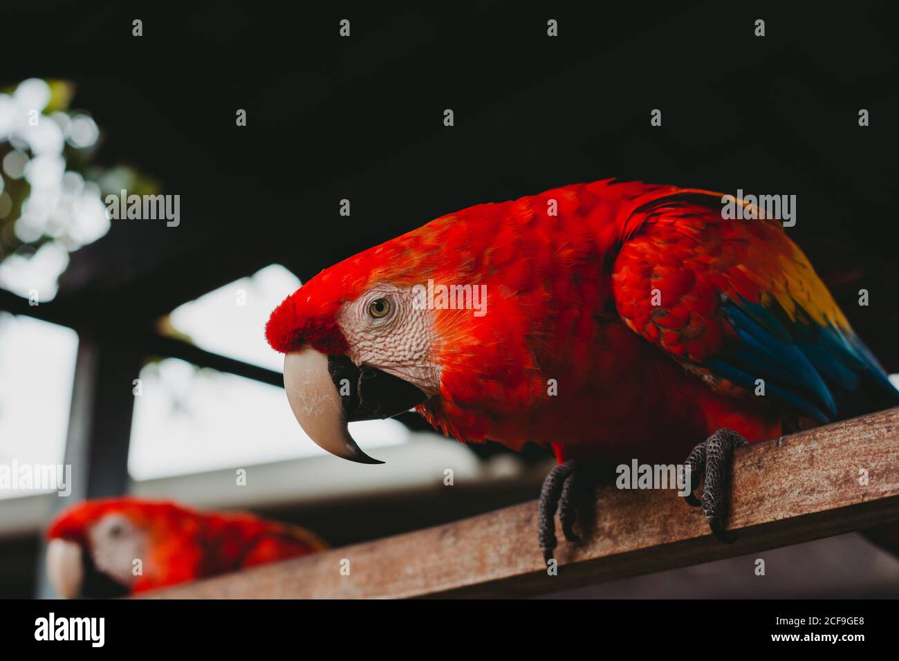 Grandi pappagalli esotici colorati nello zoo Foto Stock