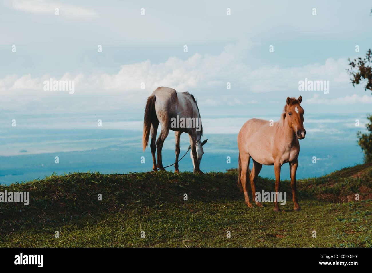 Cavalli su prato verde in campagna Foto Stock
