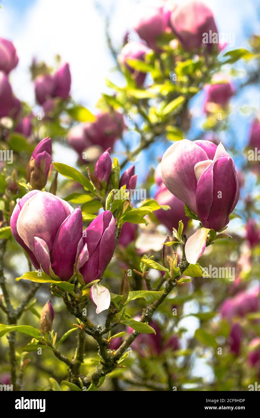Piattino Magnolia Bloom magnoliaceae Foto Stock