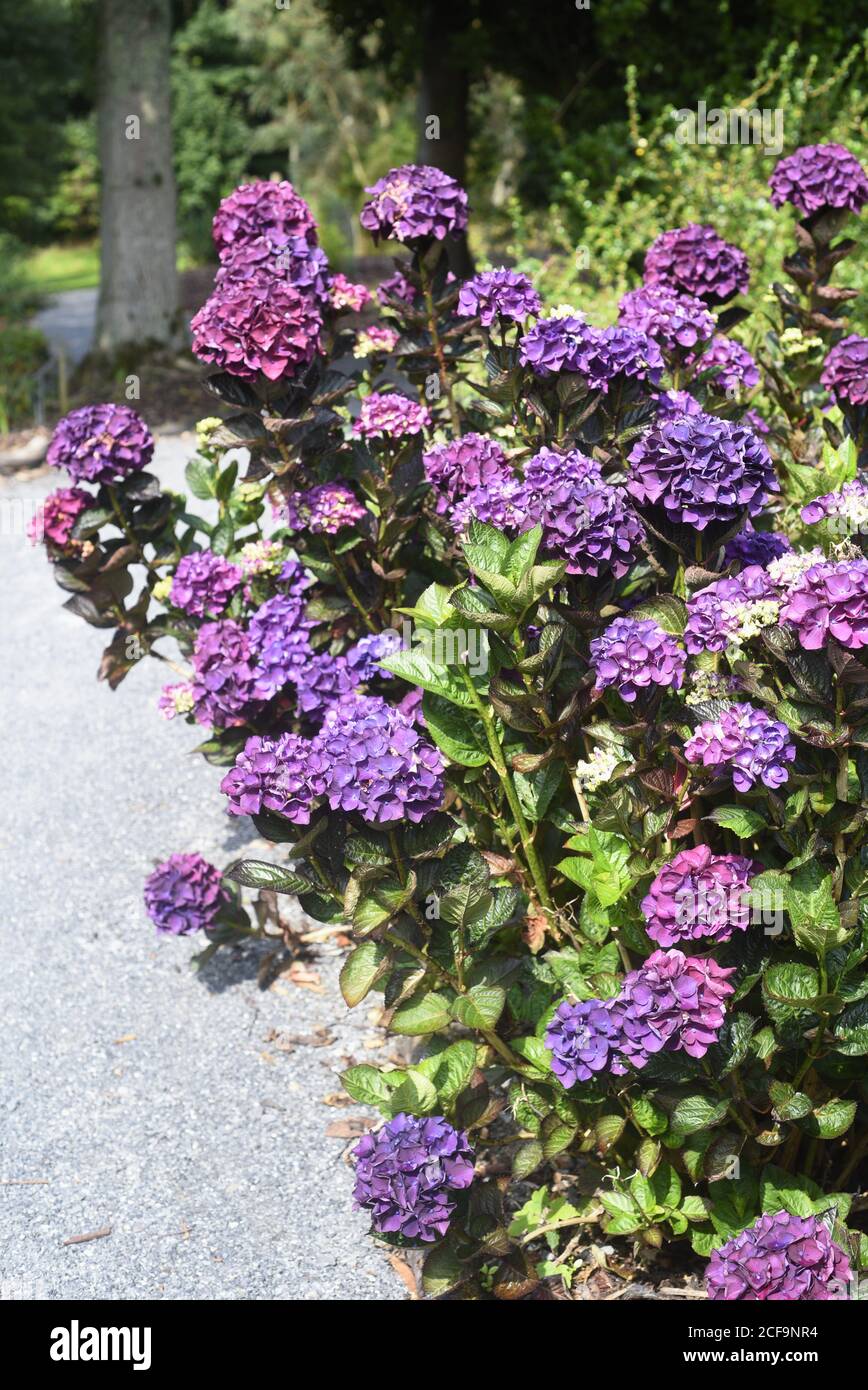 Idrangea Merveille Sanguine. 'Erveille Sanguine' è un arbusto deciduo di medie dimensioni con grandi foglie ovali; bronzo-verde in primavera, pu scuro spazzolato Foto Stock